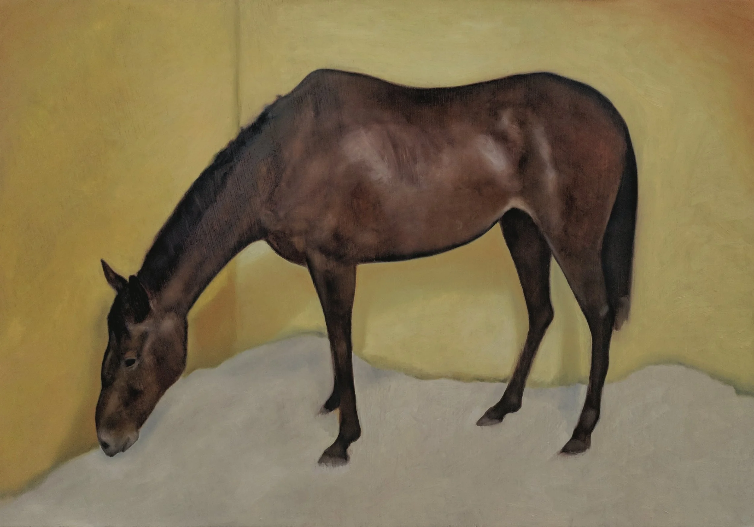 A brown horse with a black mane and tail, standing inside a room with yellow walls grazing with its head lowered.