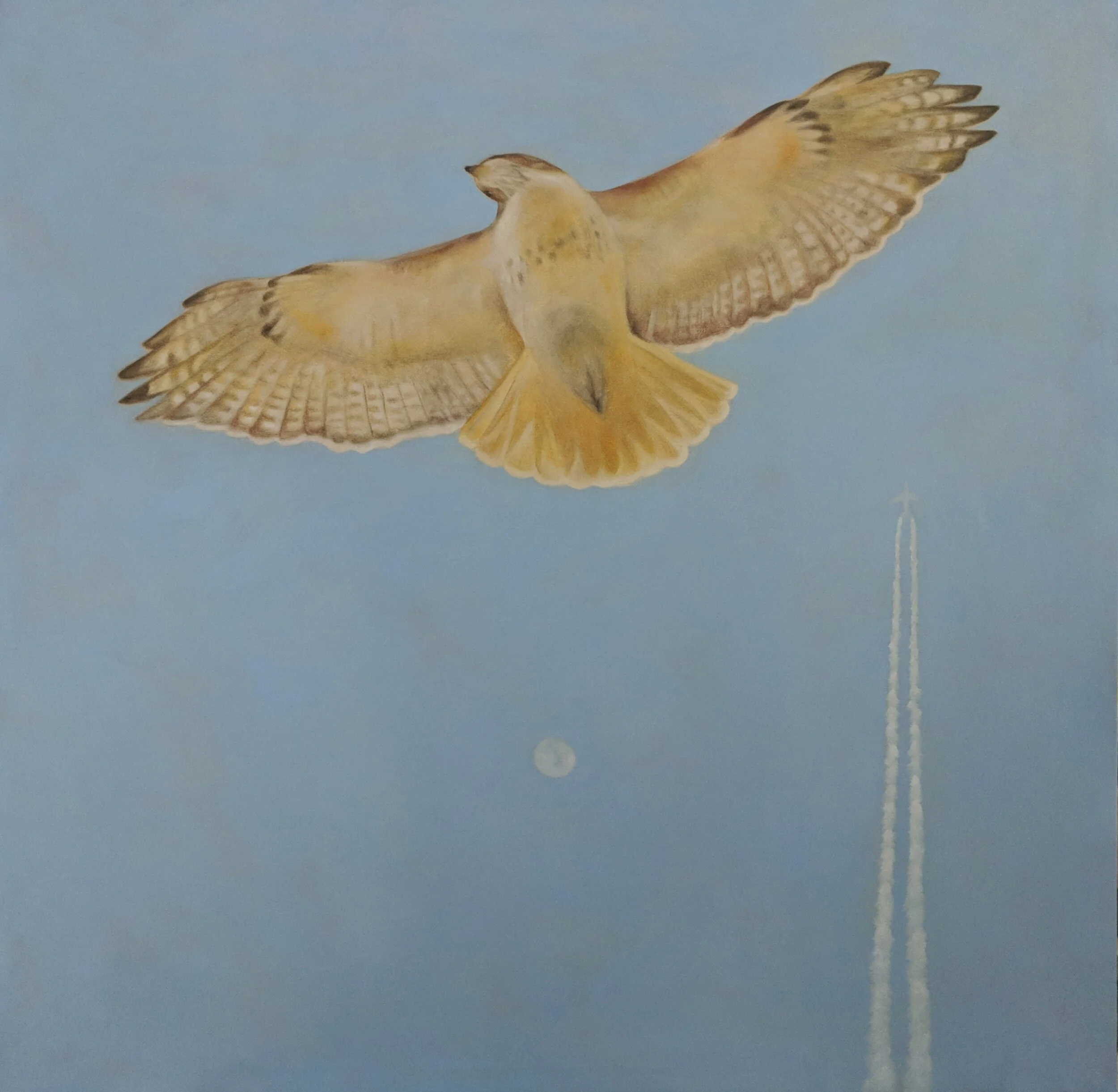 A large red tailed hawk flying in a clear sky with the moon and a jet trail visible in the background. The bird's wings are spread wide and upward.