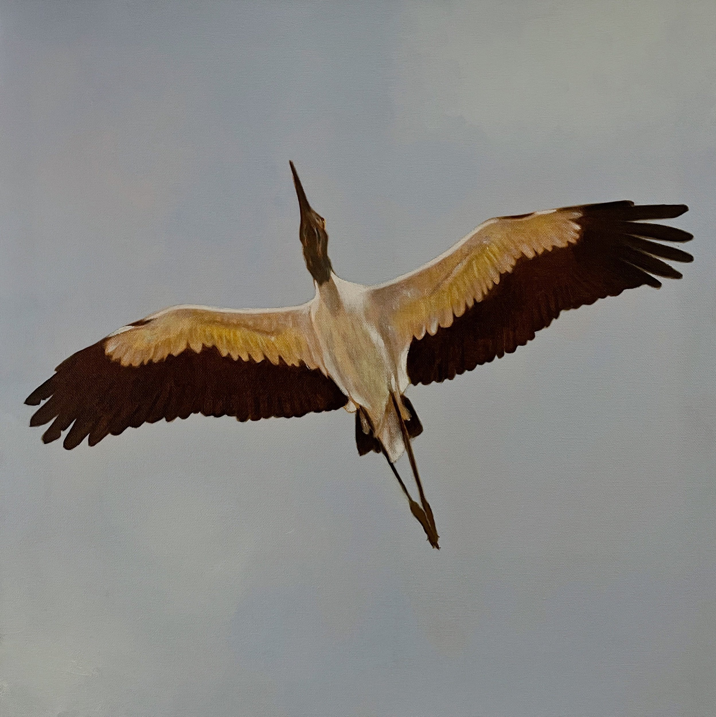Wood Stork Flyover
