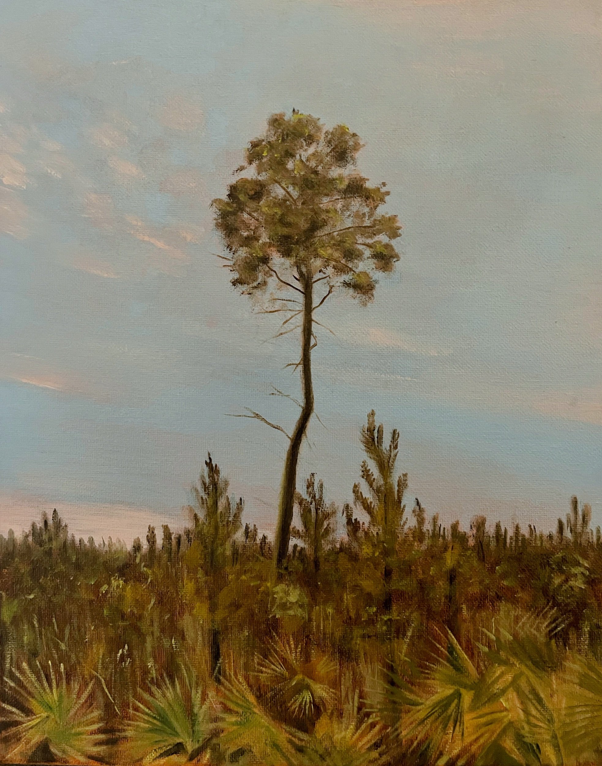 Remnant Pine