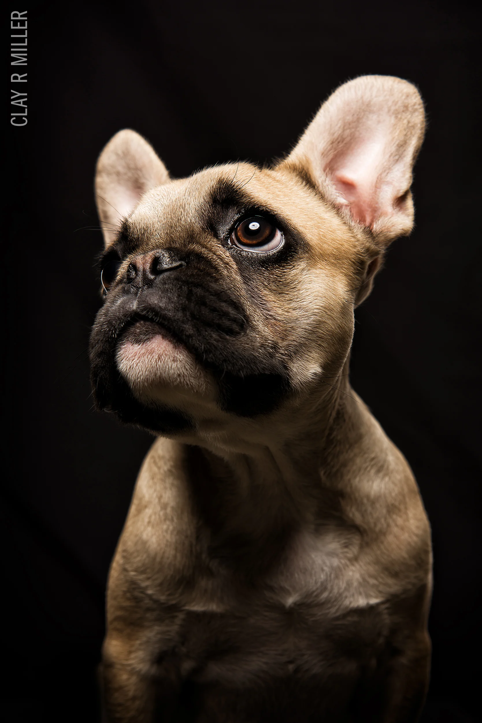 JEFF-207-tonal-angus copywm.jpg