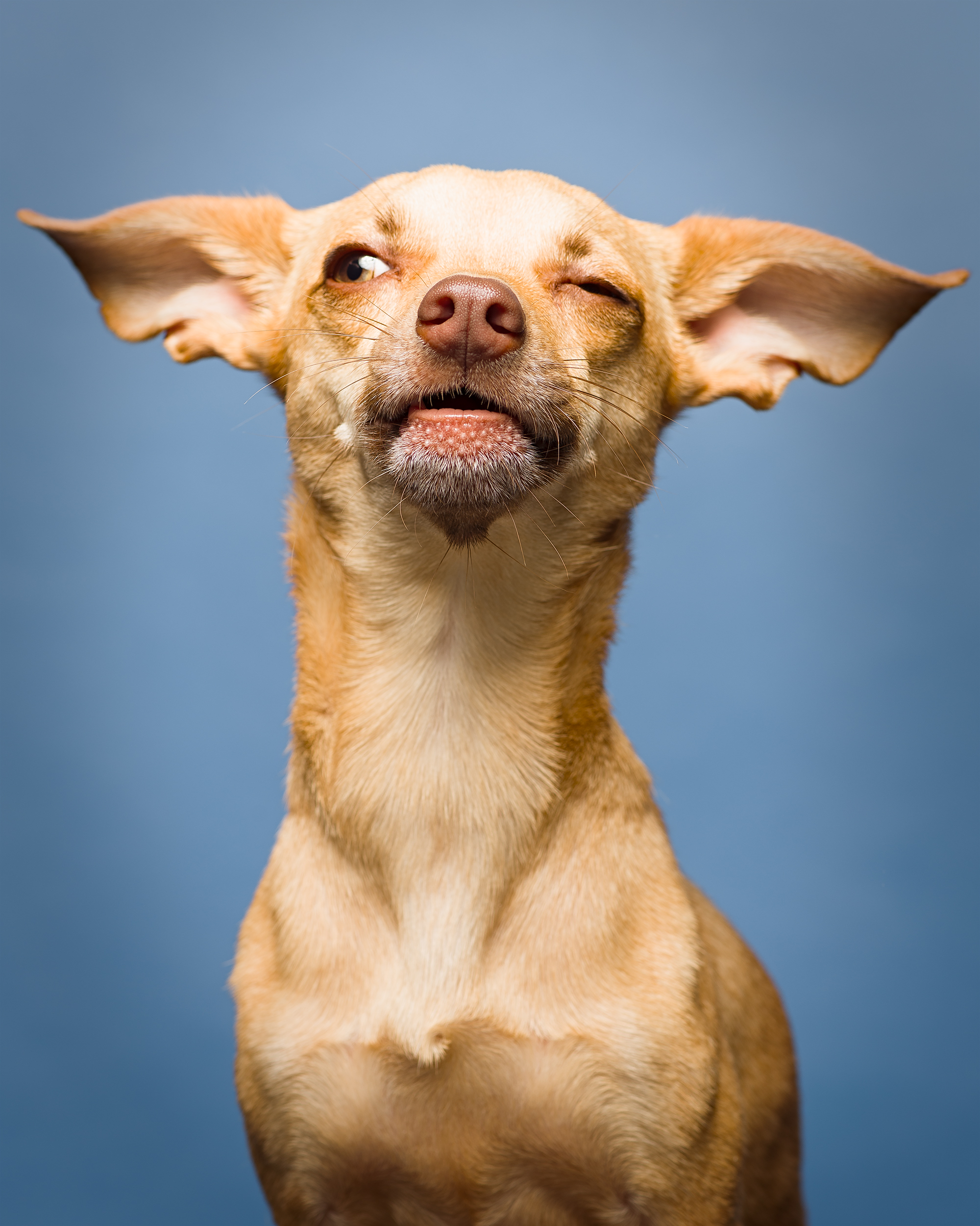 ROUX-323-tonal0-roux5-50 copy.jpg