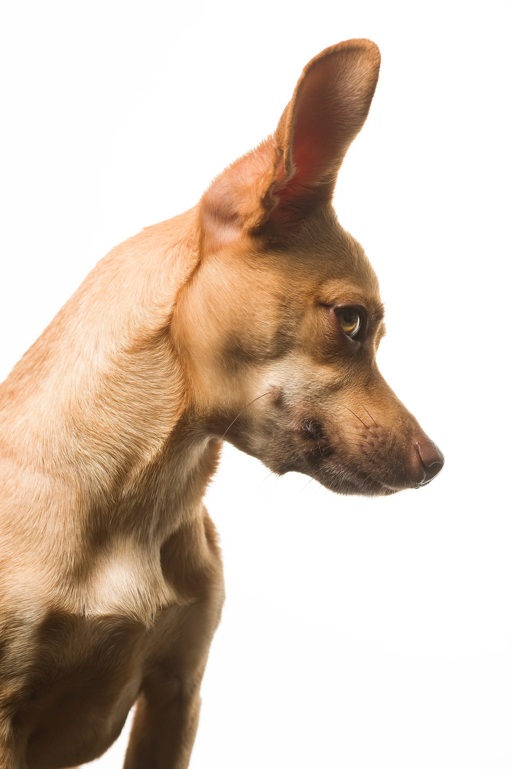 ROUX-091-tonal10-scouty47 copy.jpg