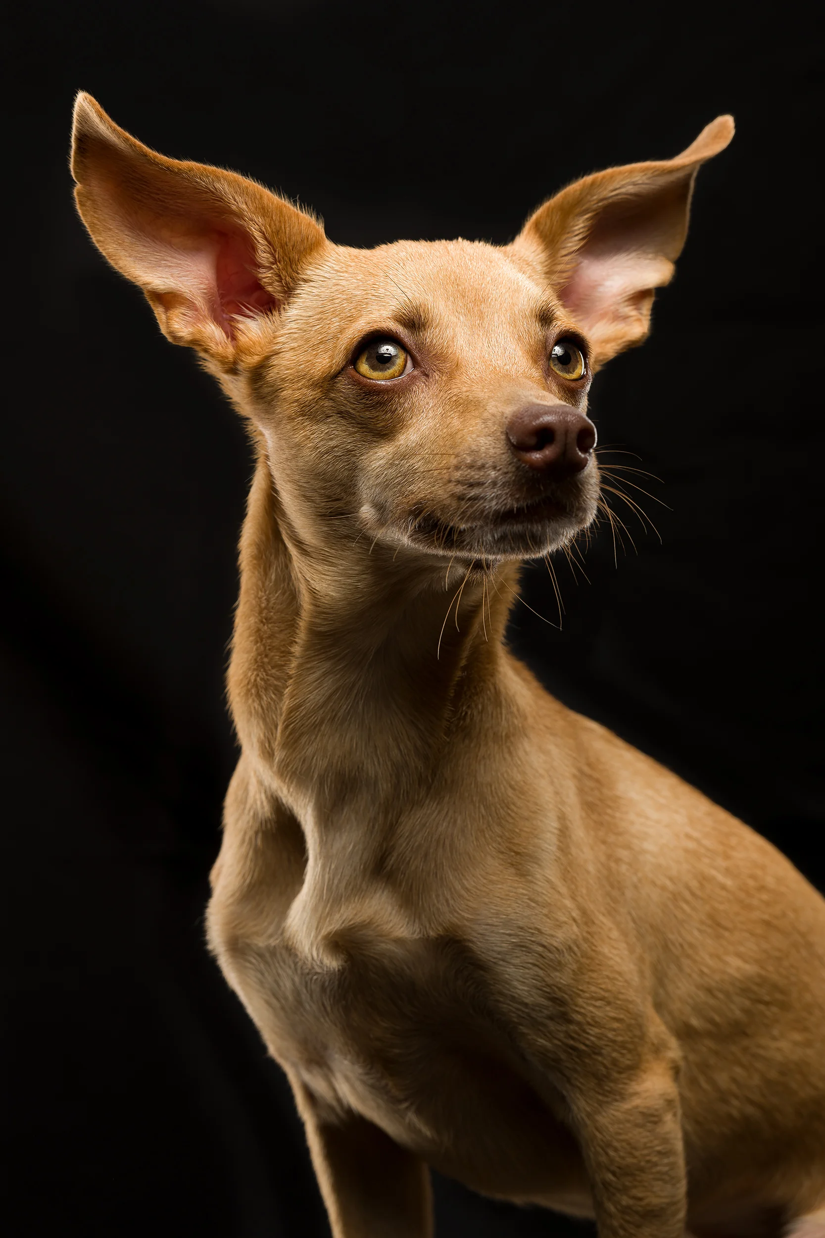 ROUX-204-tonal10-warmth10 copy.jpg