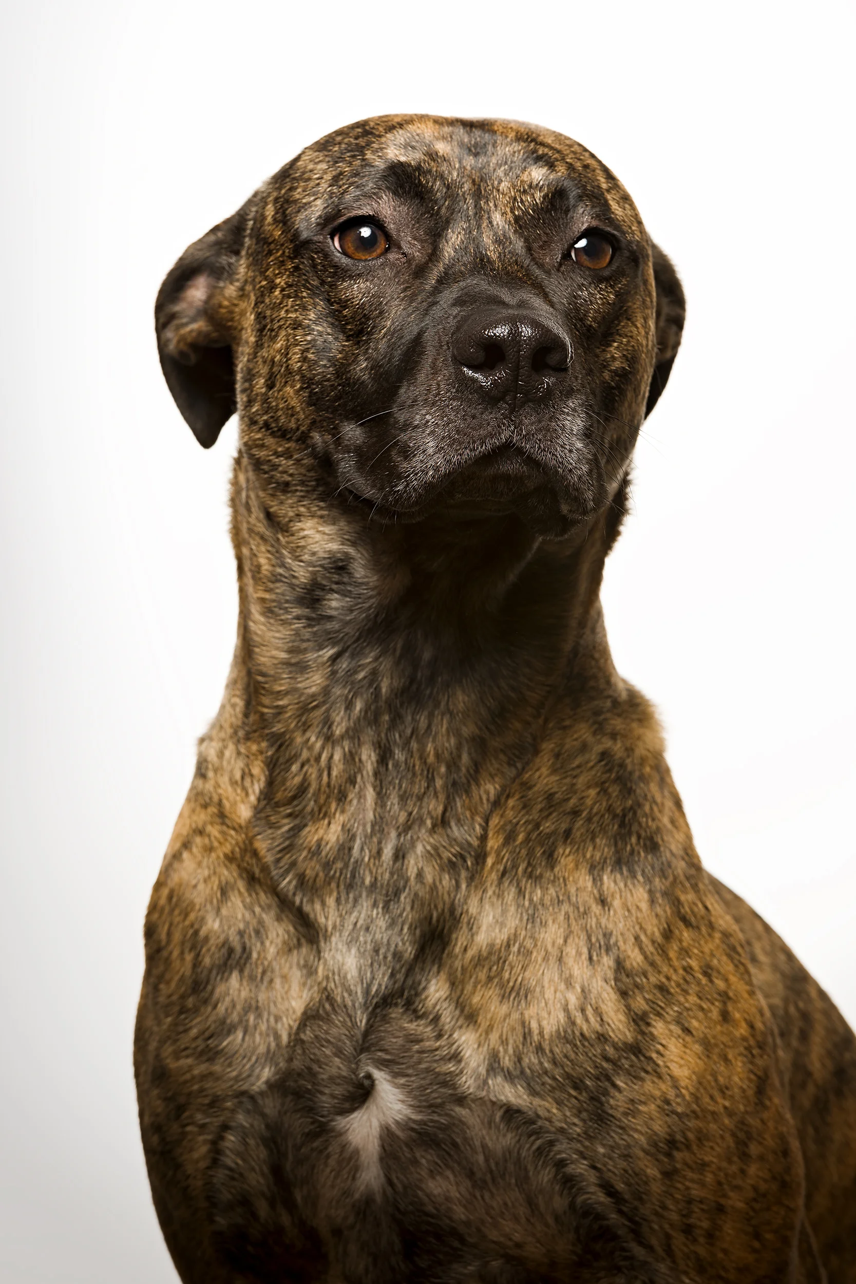 NEKO-CHARLIE-042-tonal0-jackson5-50 copy.jpg