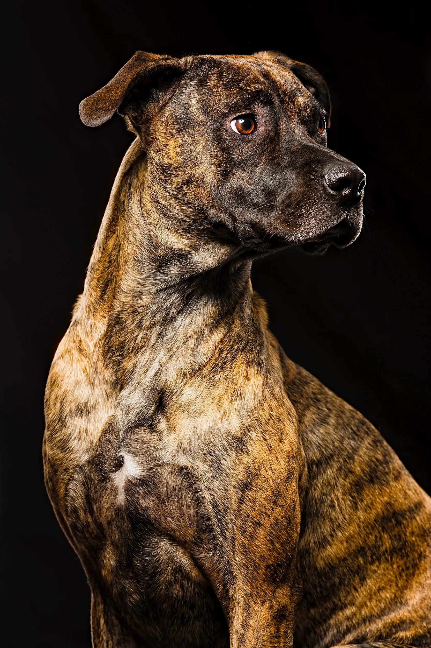 NEKO-CHARLIE-102-tonal20-neko5 copy.jpg