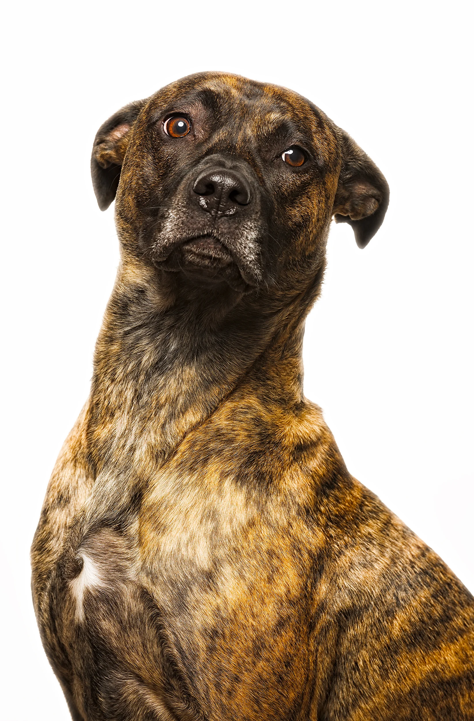 NEKO-CHARLIE-034-tonal20-neko5 copy.jpg