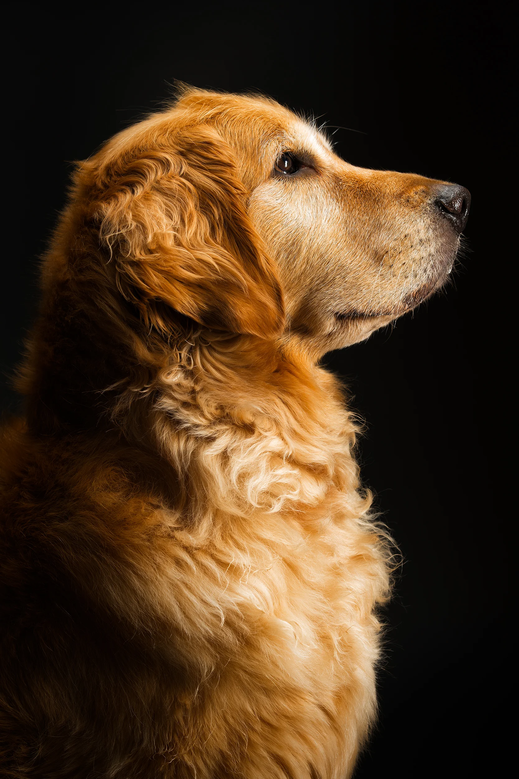 TOBY-275-tonal20-toby8 copy.jpg