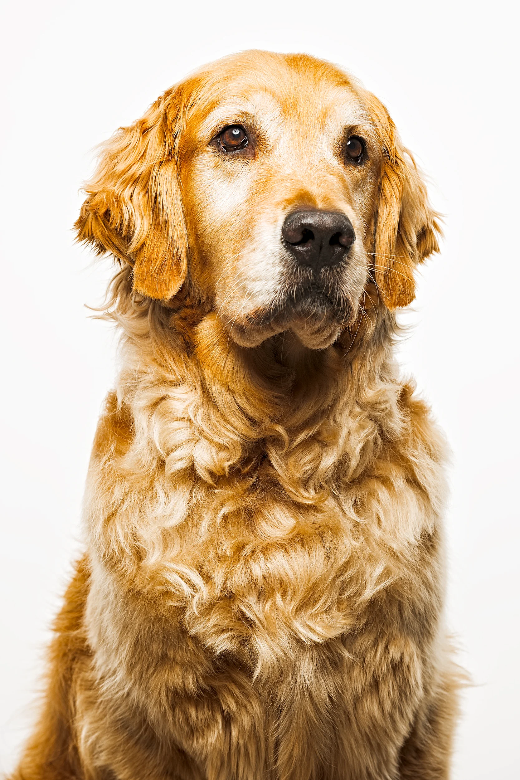 TOBY-052-tonal15-toby8 copy.jpg