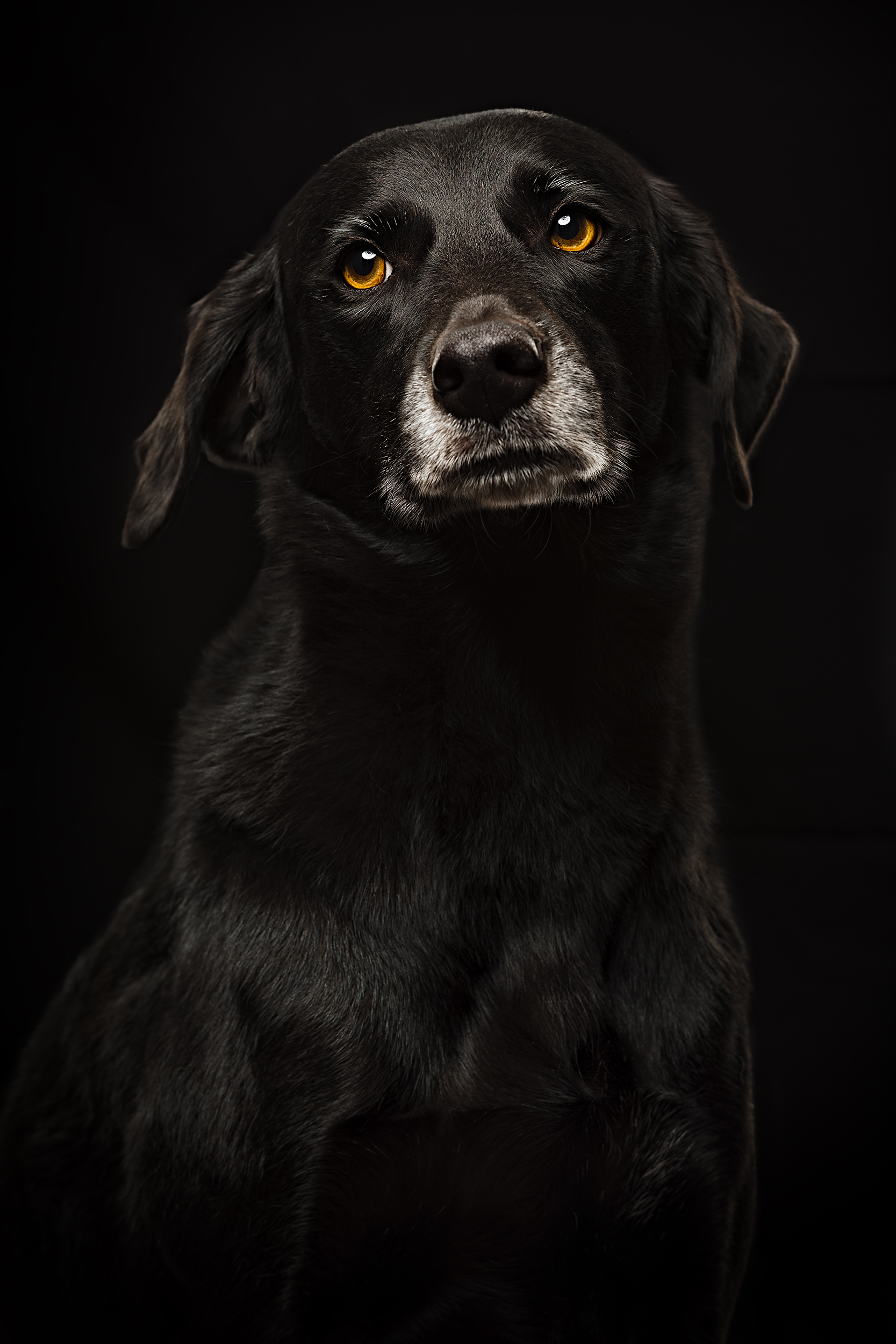 BOSCOE_BOKEH-256-tonal15-bosc9 copy.jpg