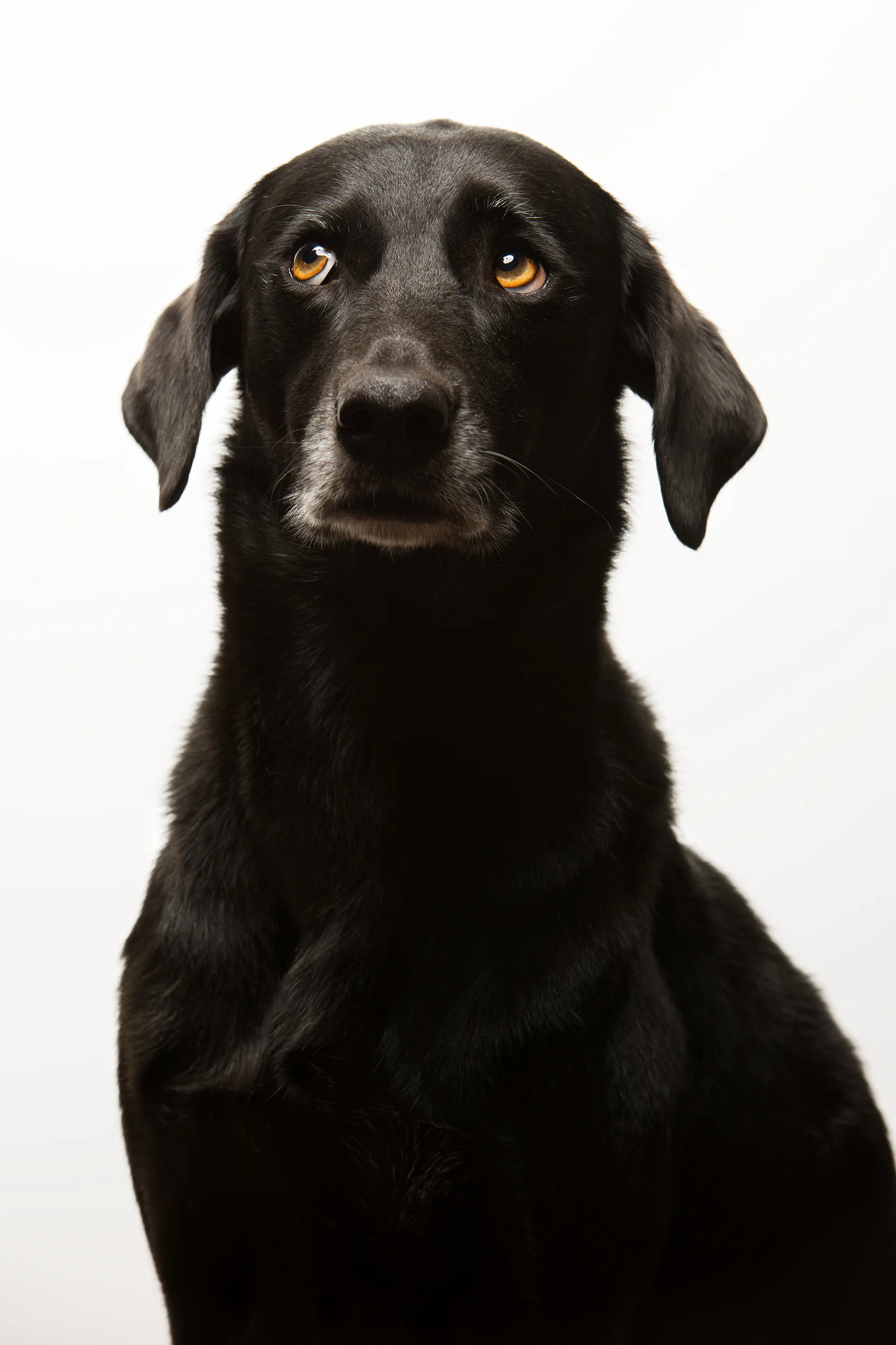 BOSCOE_BOKEH-108-tonal15-thor800ng copy.jpg