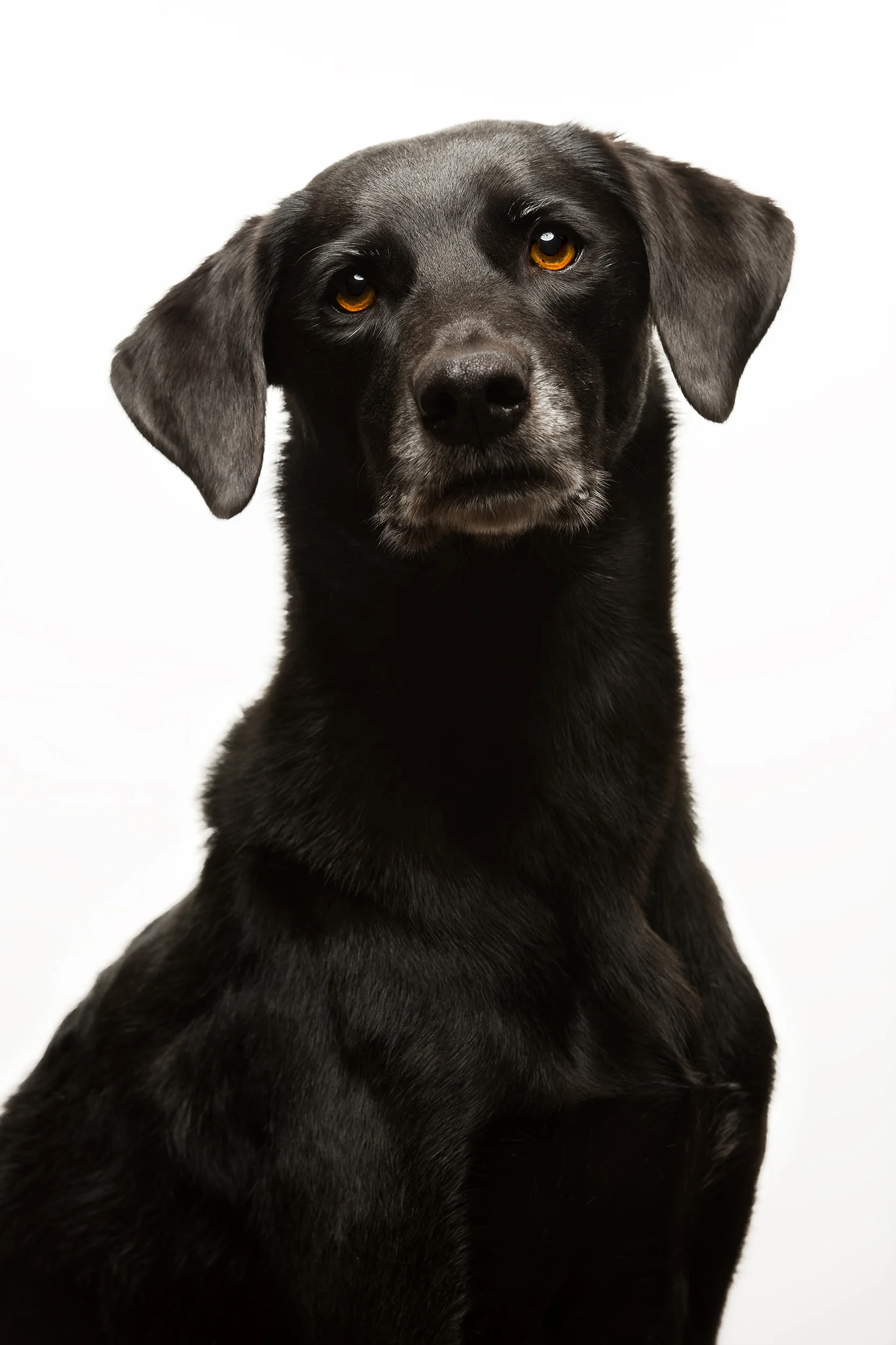 BOSCOE_BOKEH-097-tonal15-thor800ng copy.jpg