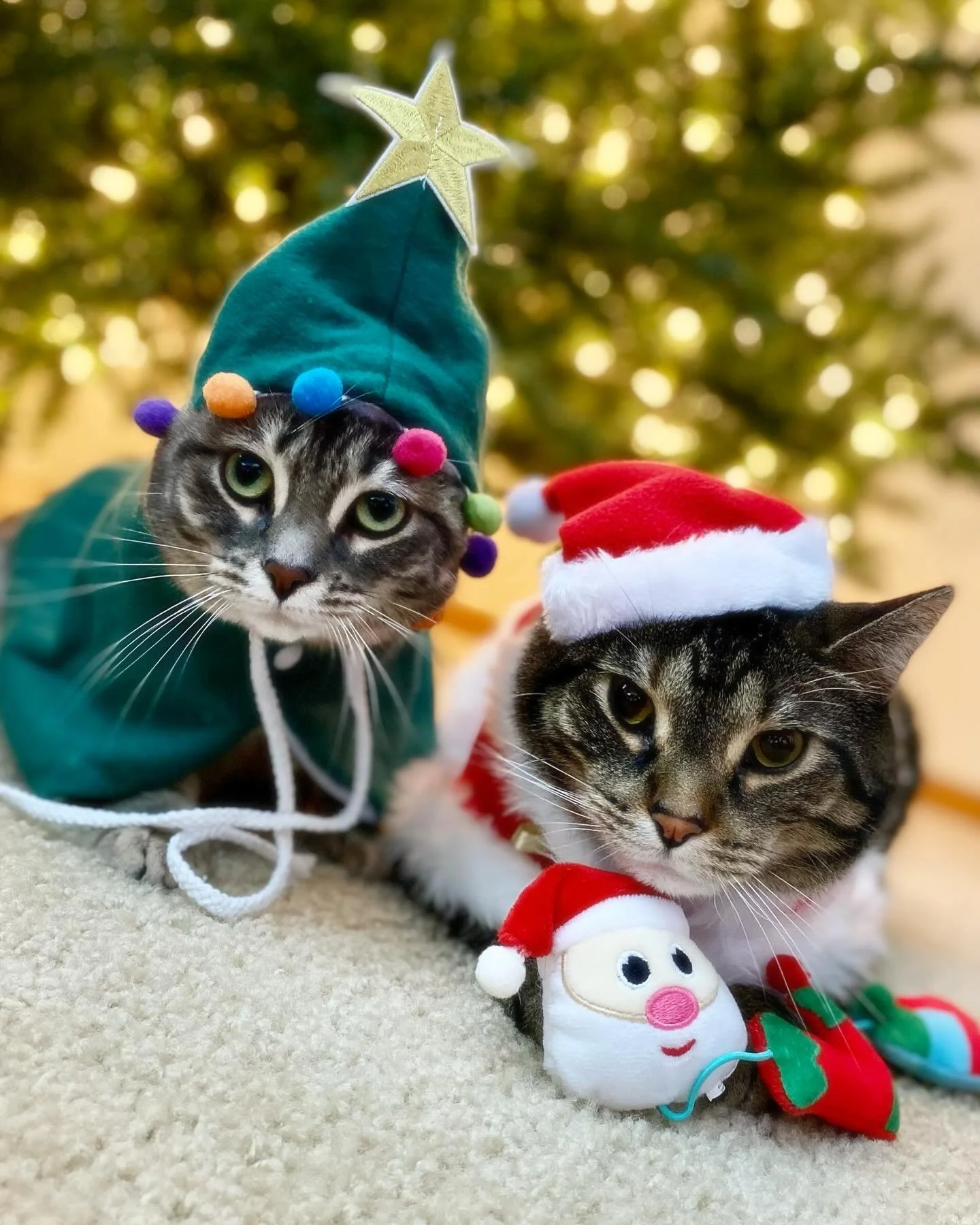 If I&rsquo;ve ever met you and you&rsquo;re a cat, there&rsquo;s a 100% chance I love you&hellip; 😻

Happy National Cat Day to all the fluffy babies with murder mits out there!! Especially those who I&rsquo;ve gotten to call my own. 🤍