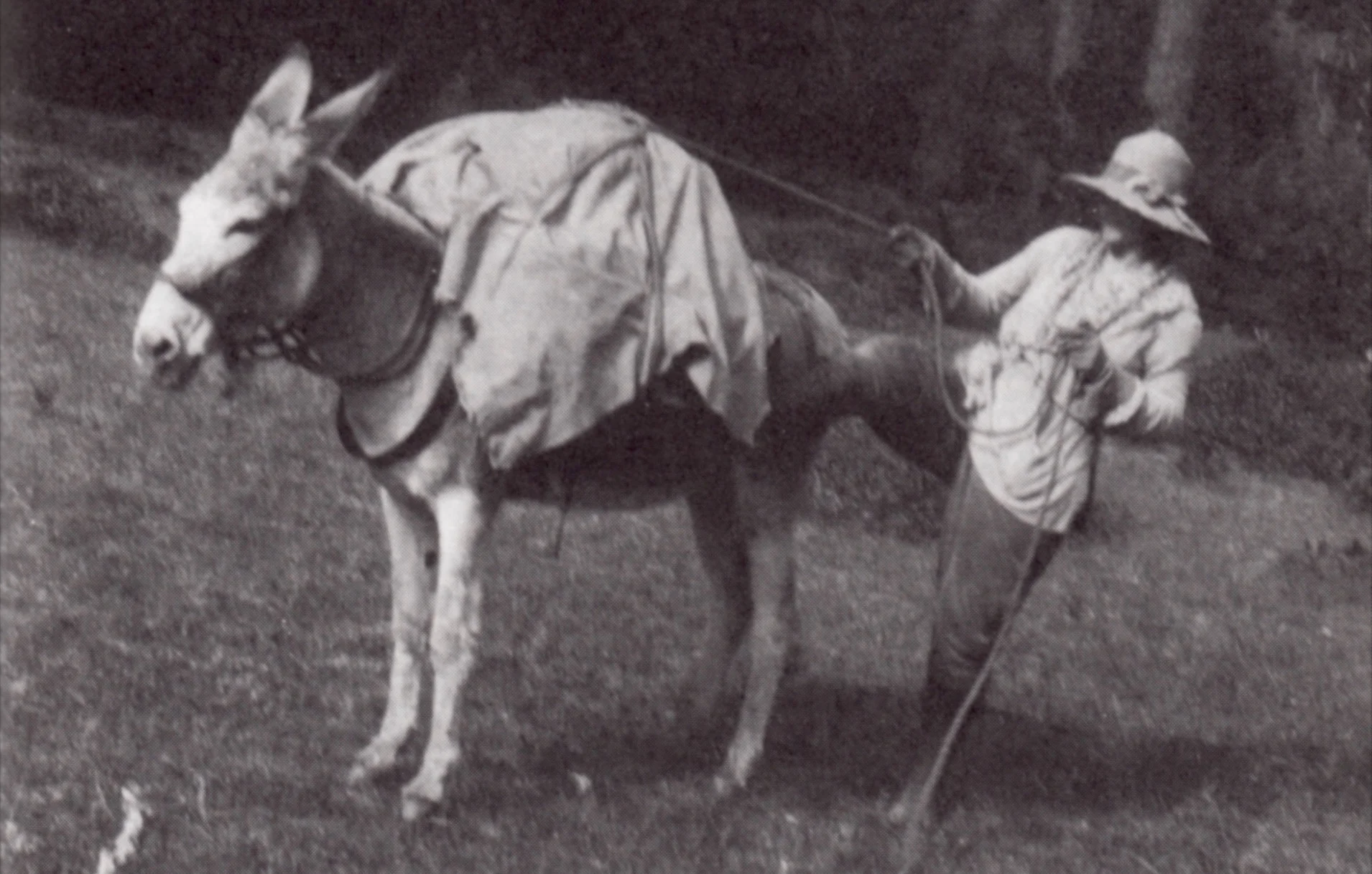 Lilla Leach hitches one of her mules to search for undiscovered flowers in the Kalmiopsis, 1928
