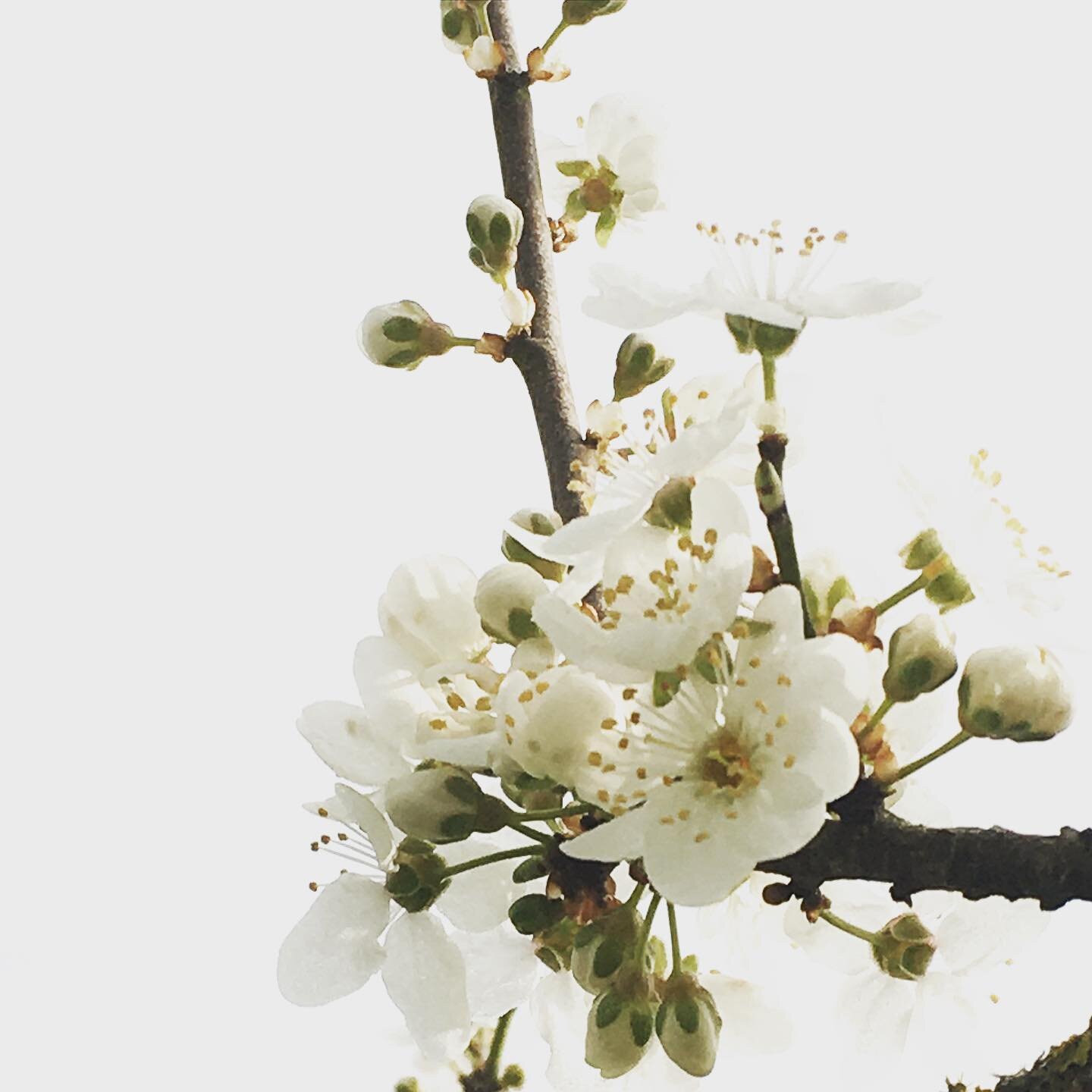 Hello spring! Beautiful blossom everywhere 🤍 💛 🤍

I hope everyone&rsquo;s week has got off to a good start x
.
.
.
.
.
.
#spring #springtime #hope #signsofspring #thebeautyinspring #seasonspoetry #intentionalliving #myslowandsimple #noticepausetre