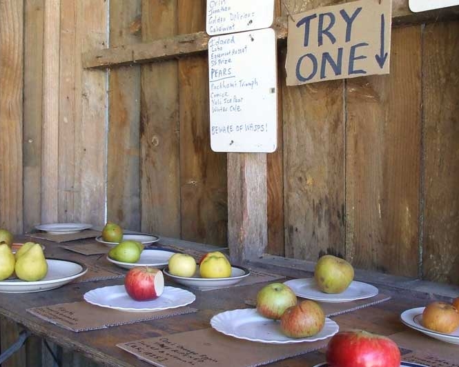 great_taste_trail_applestall.jpg