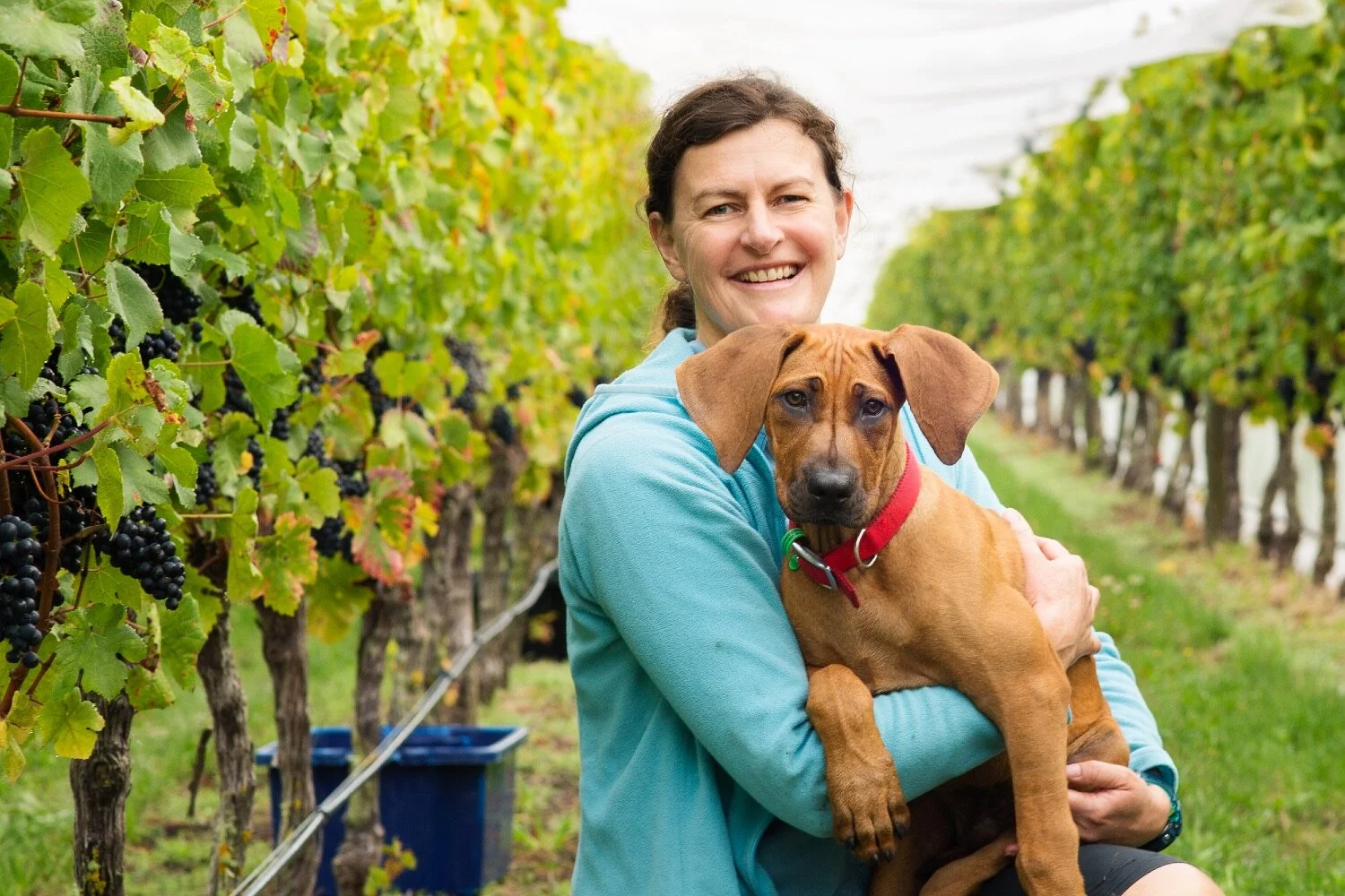 Kina Cliffs Vineyard