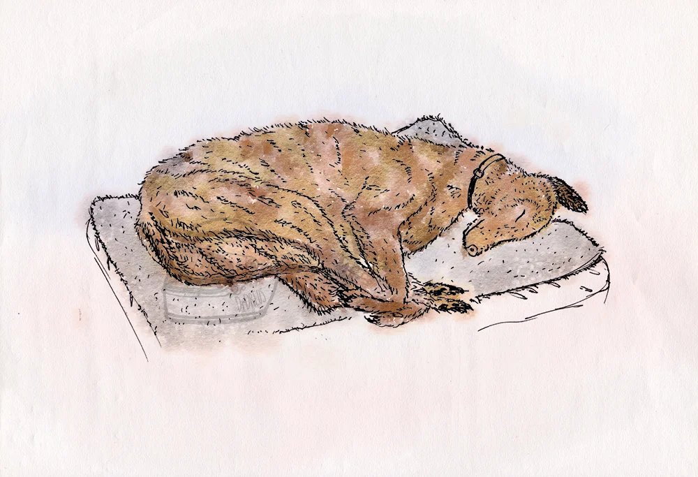 Study of a sleeping greyhound