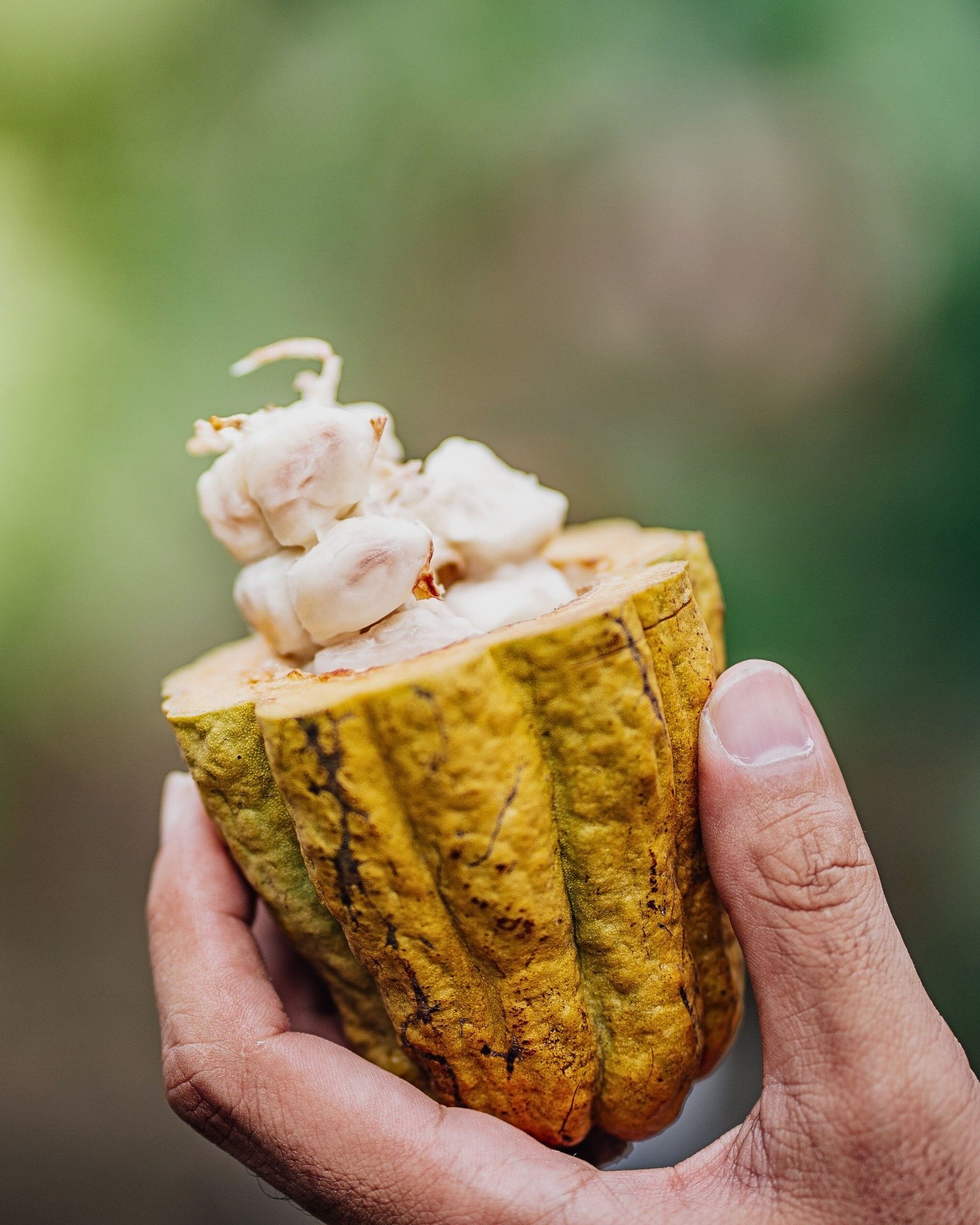 In a world where mineral deficiencies are a concern due to depleted soils and reliance on processed foods, many of us are missing out on essential nutrients.

So what does this have to do with cacao?

Well, when cacao is grown sustainably, particular