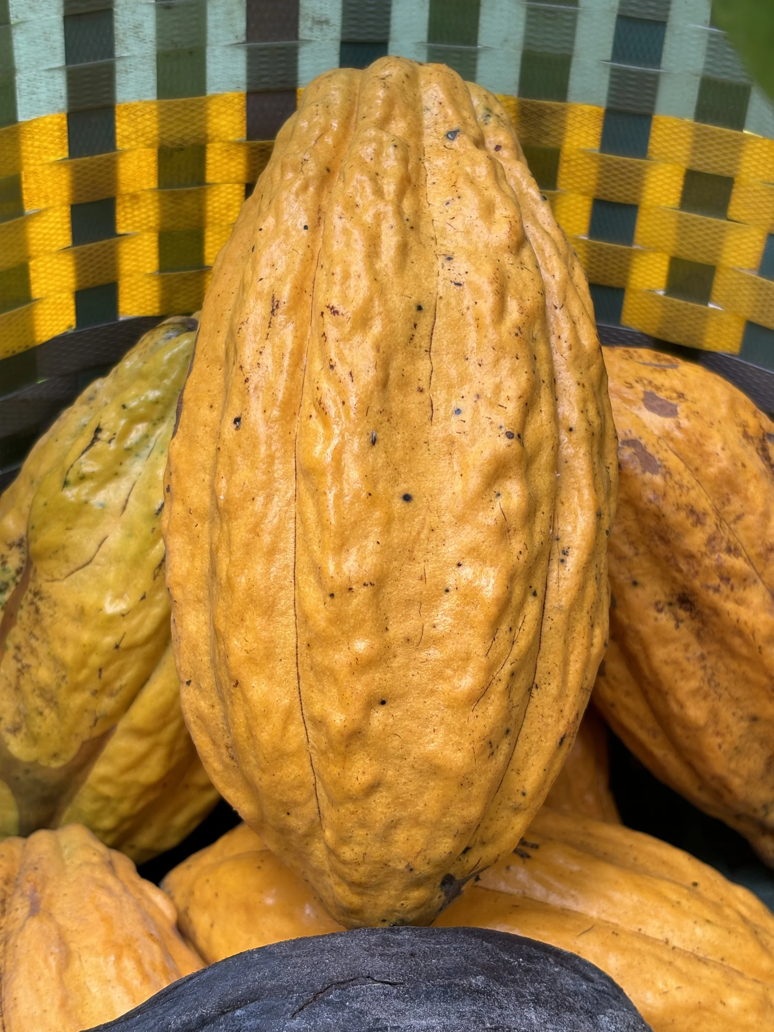 Ritual Cacao: Growing In Harmony With Nature