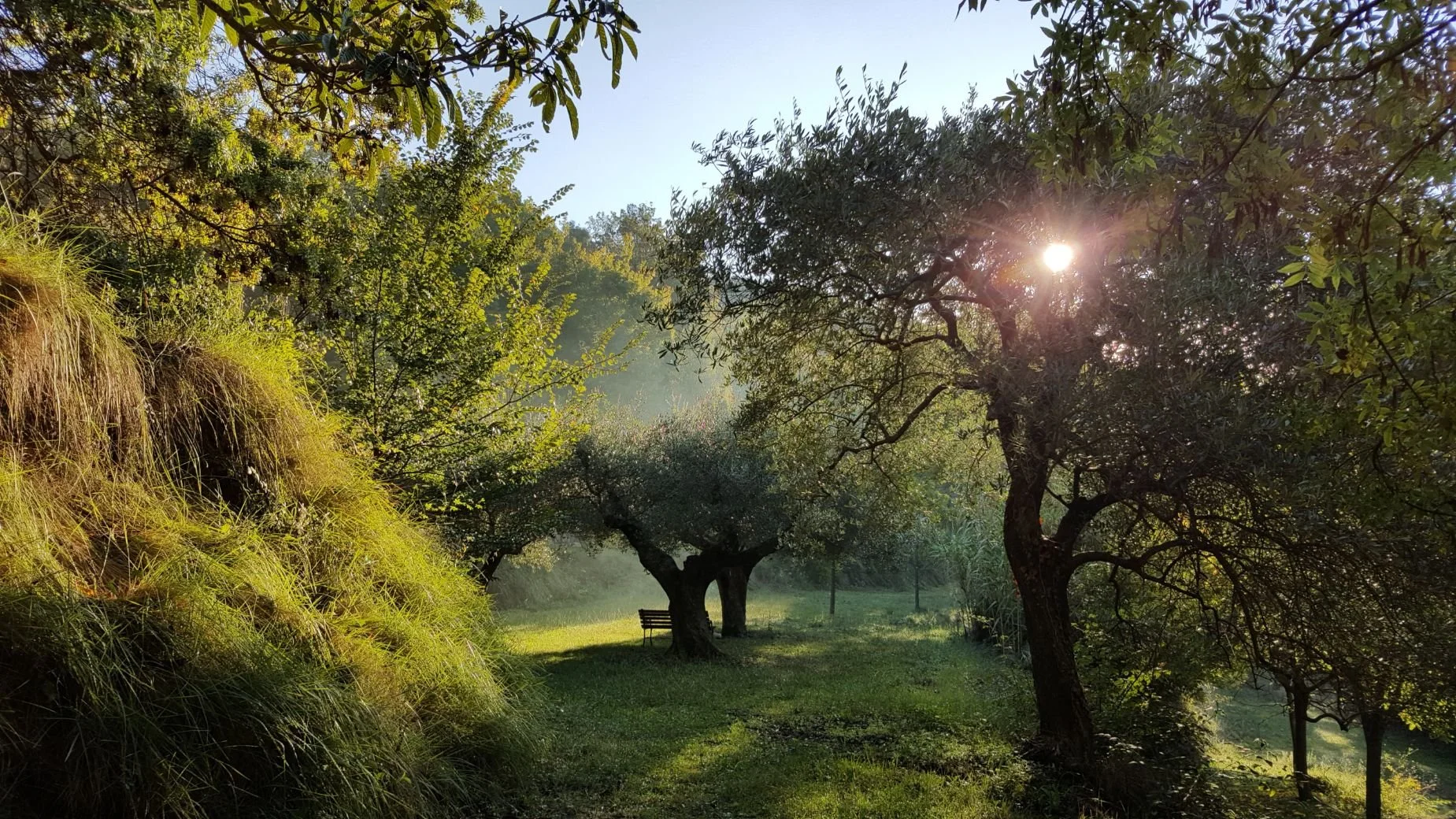 Upper Terrace Olive Grove.jpg