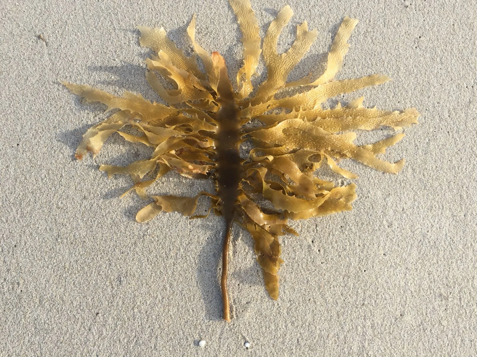 Golden Kelp (Ecklonia radiata)
