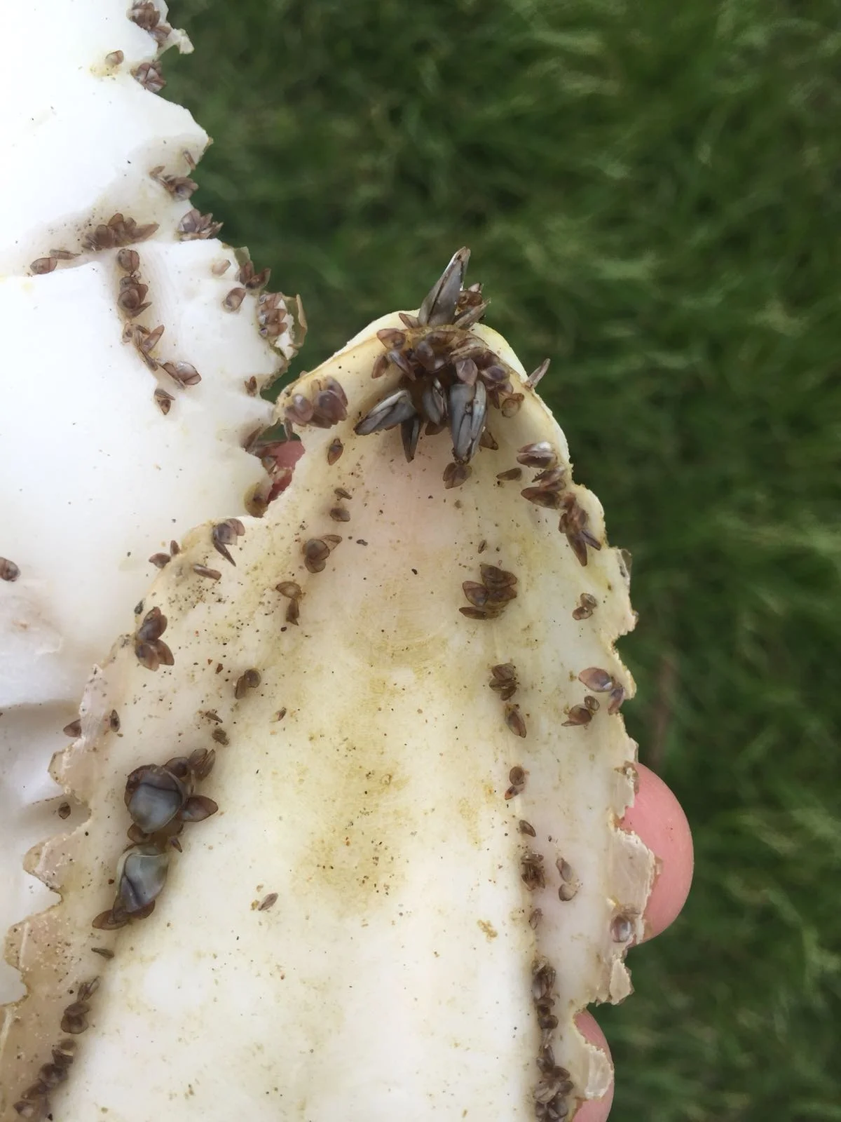 Juvenile Percebes growing on a Cuttlefish (Cephalopoda) cuttlebone. 