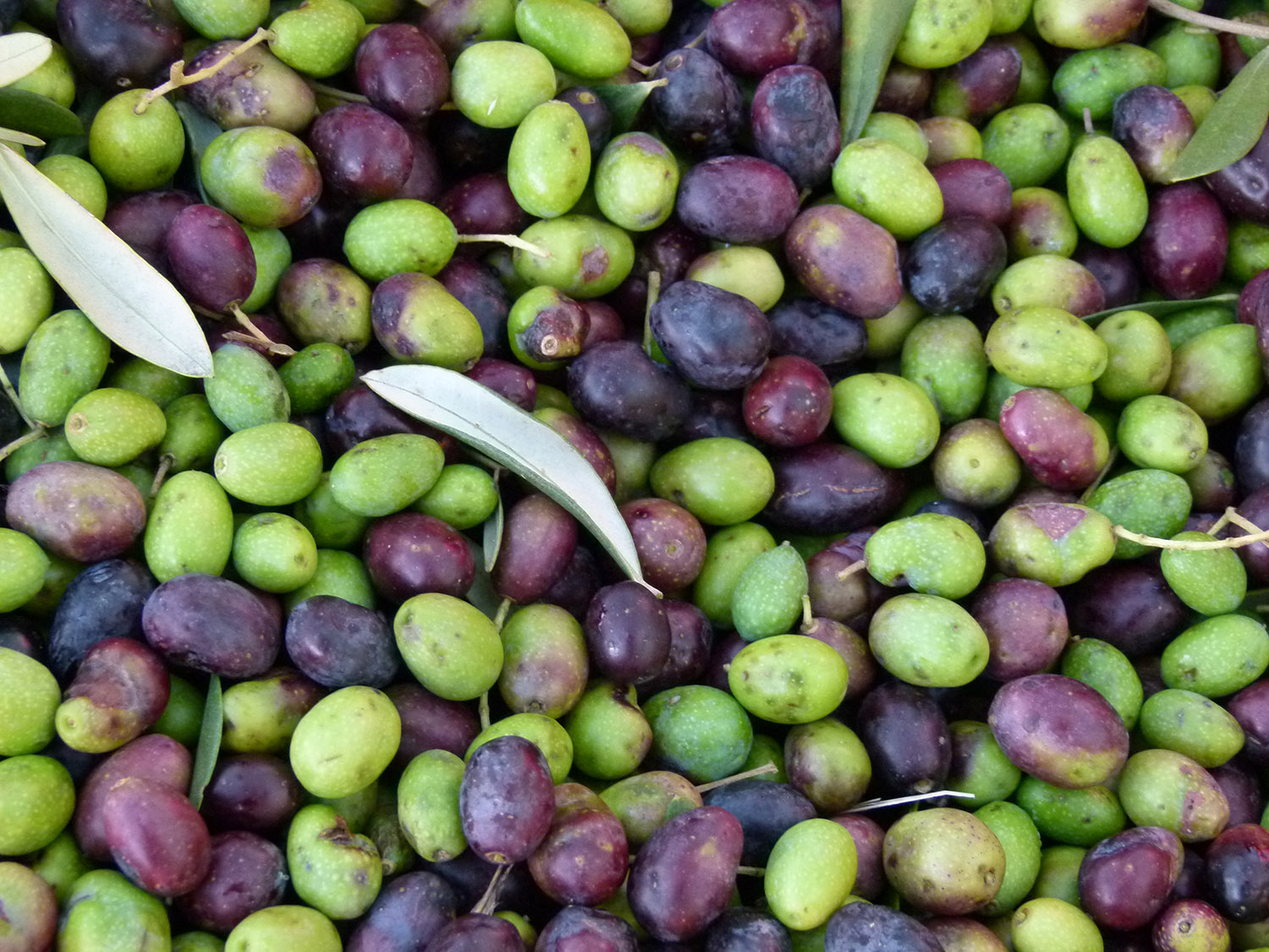 Taggiasca oliver