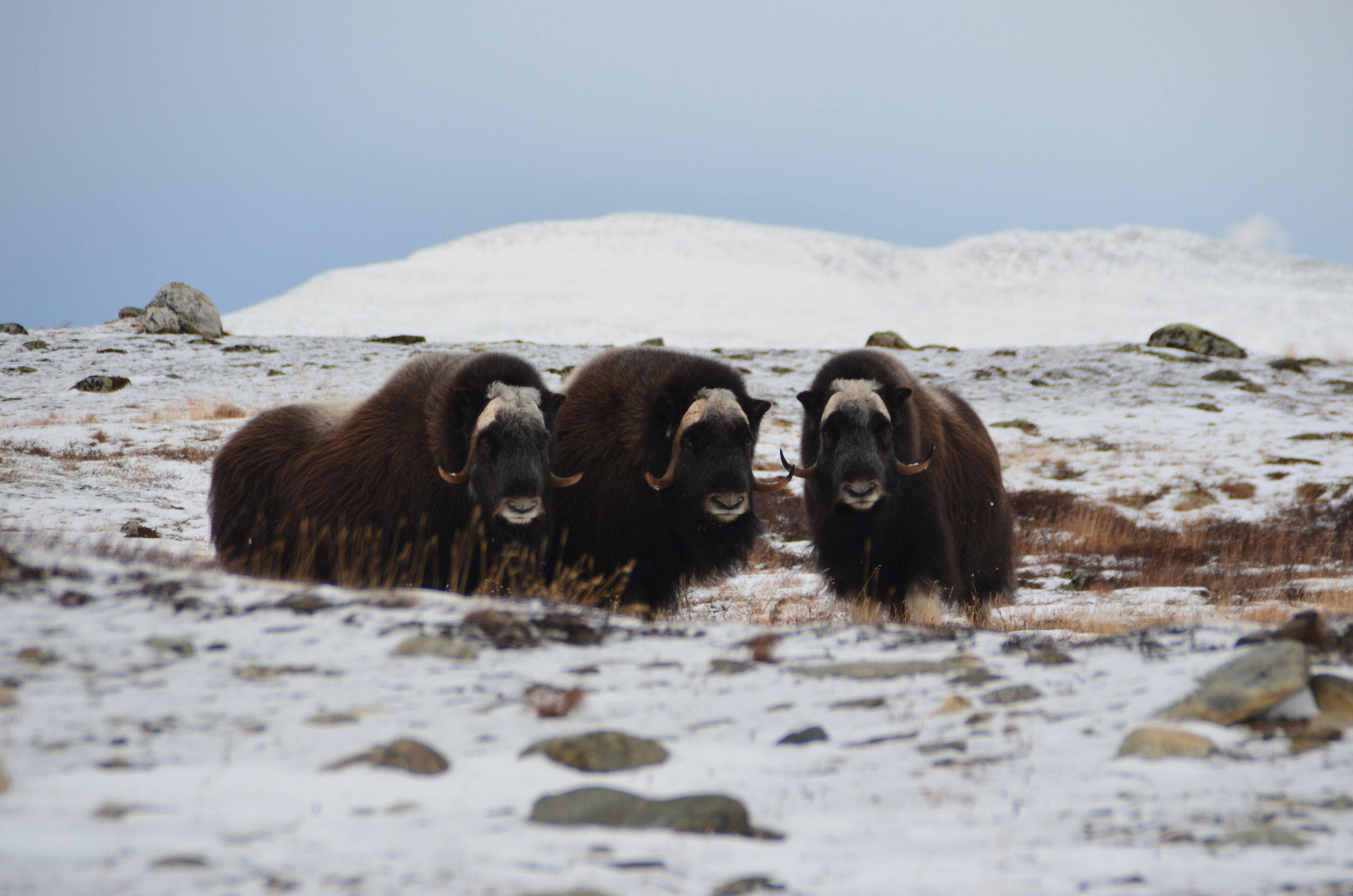 VELKOMMEN TIL LESJA FJELLSTYRE