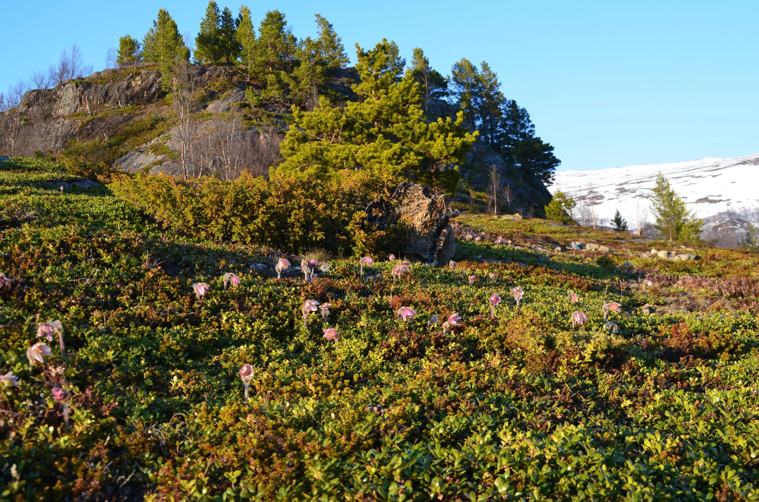 VELKOMMEN TIL LESJA FJELLSTYRE