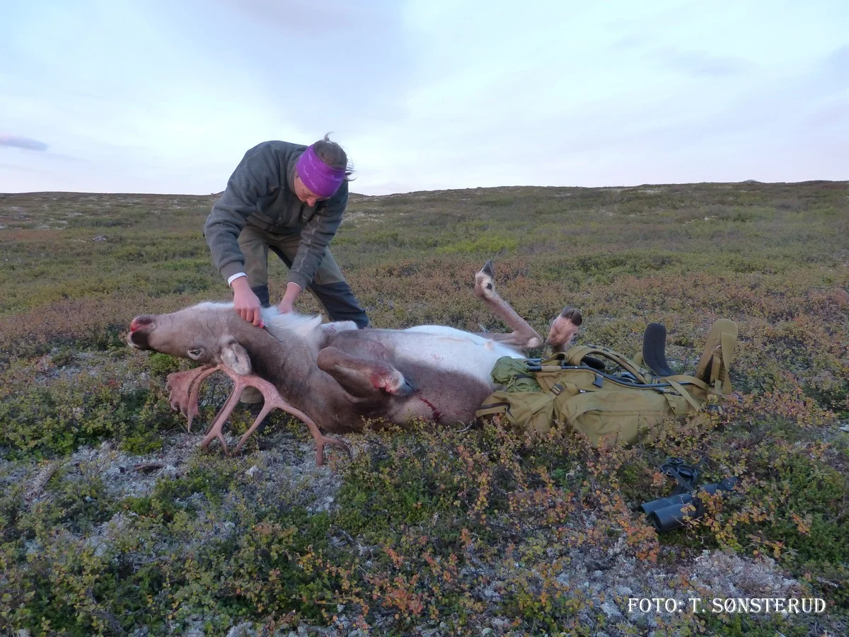 Villreinjakt innenbygdsboende