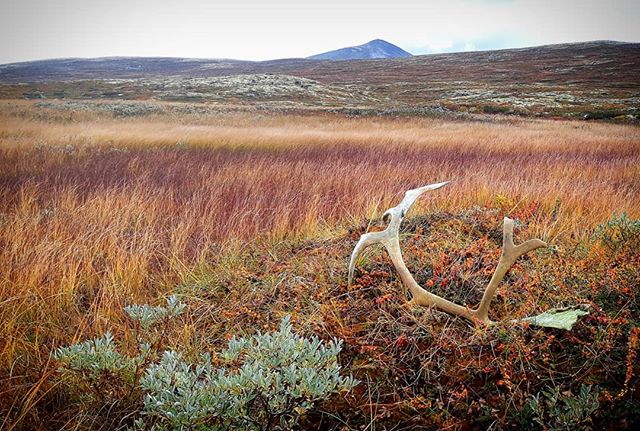 Villreinjakta 2018 er et tilbakelagt kapittel. Takk for i &aring;r 😊🦌 #lesjafjellstyre