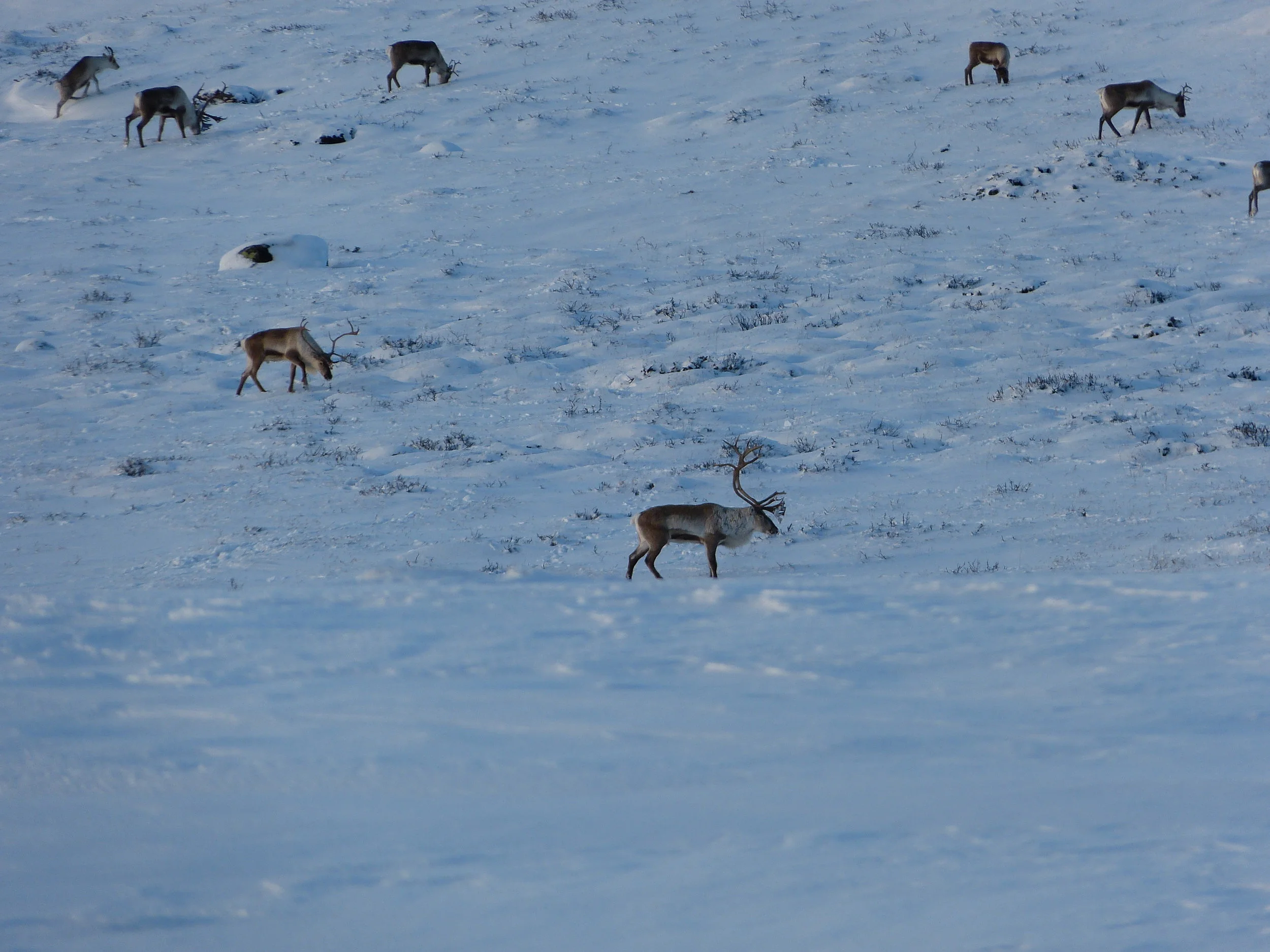 Husk å lever jaktrapporter
