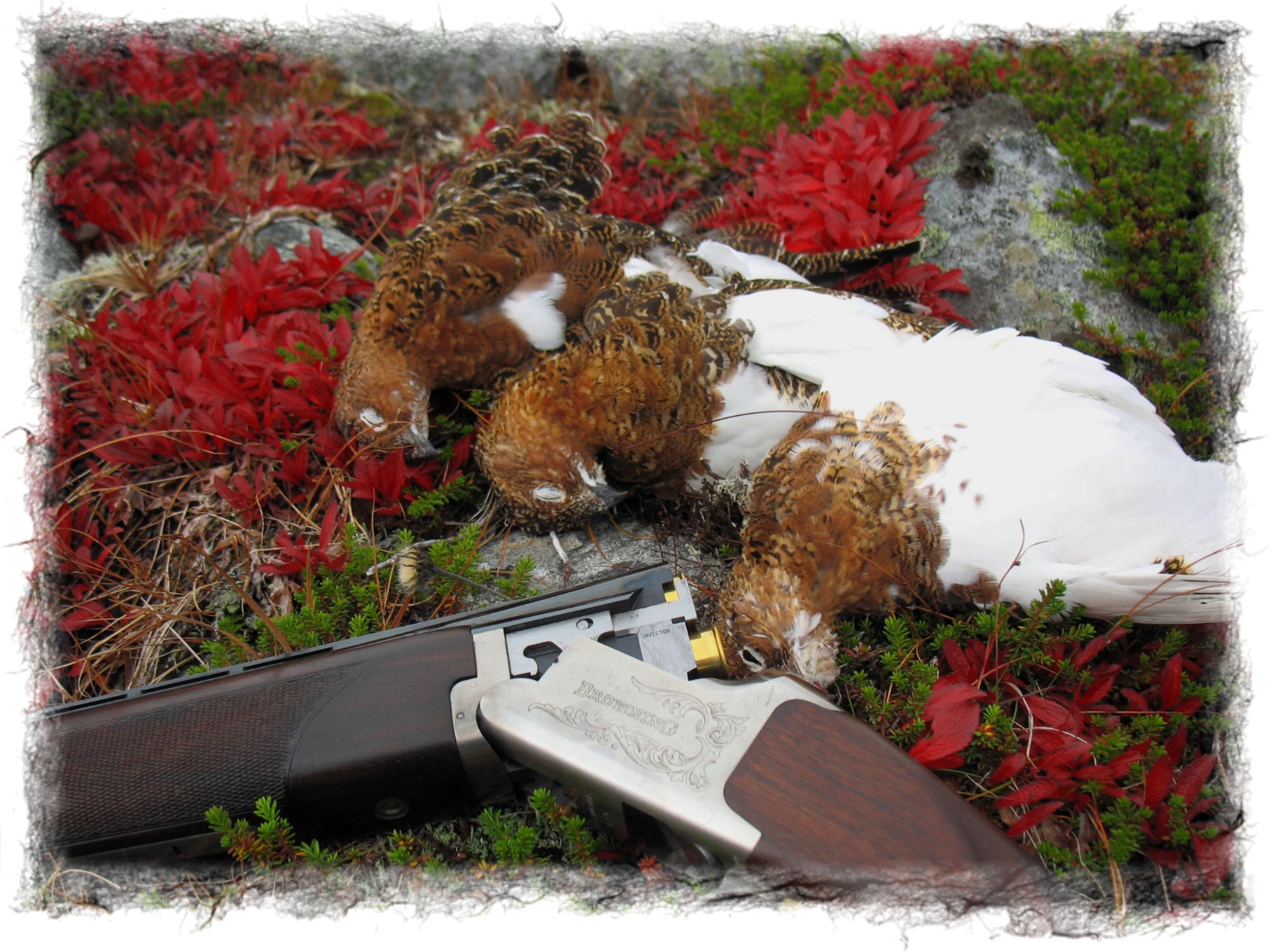 Kvote for rype høsten 2019