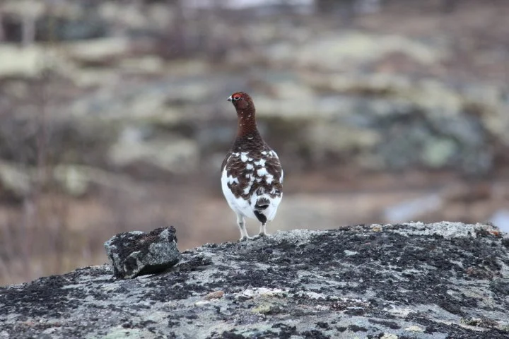 Takseringsresultater hos Lesja fjellstyre 2025
