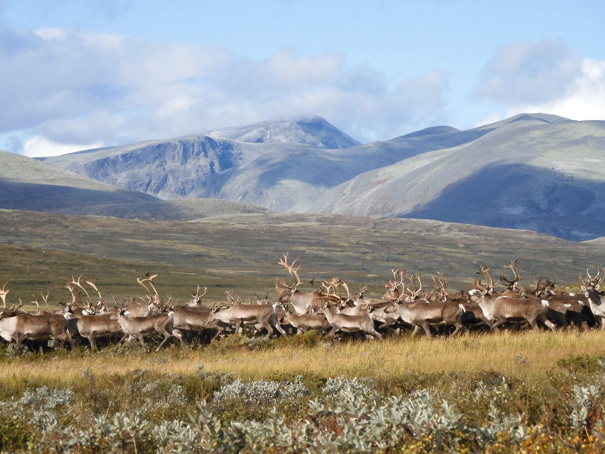 Tiltak for å redusere forstyrrelse av villreinen i perioden november-juni