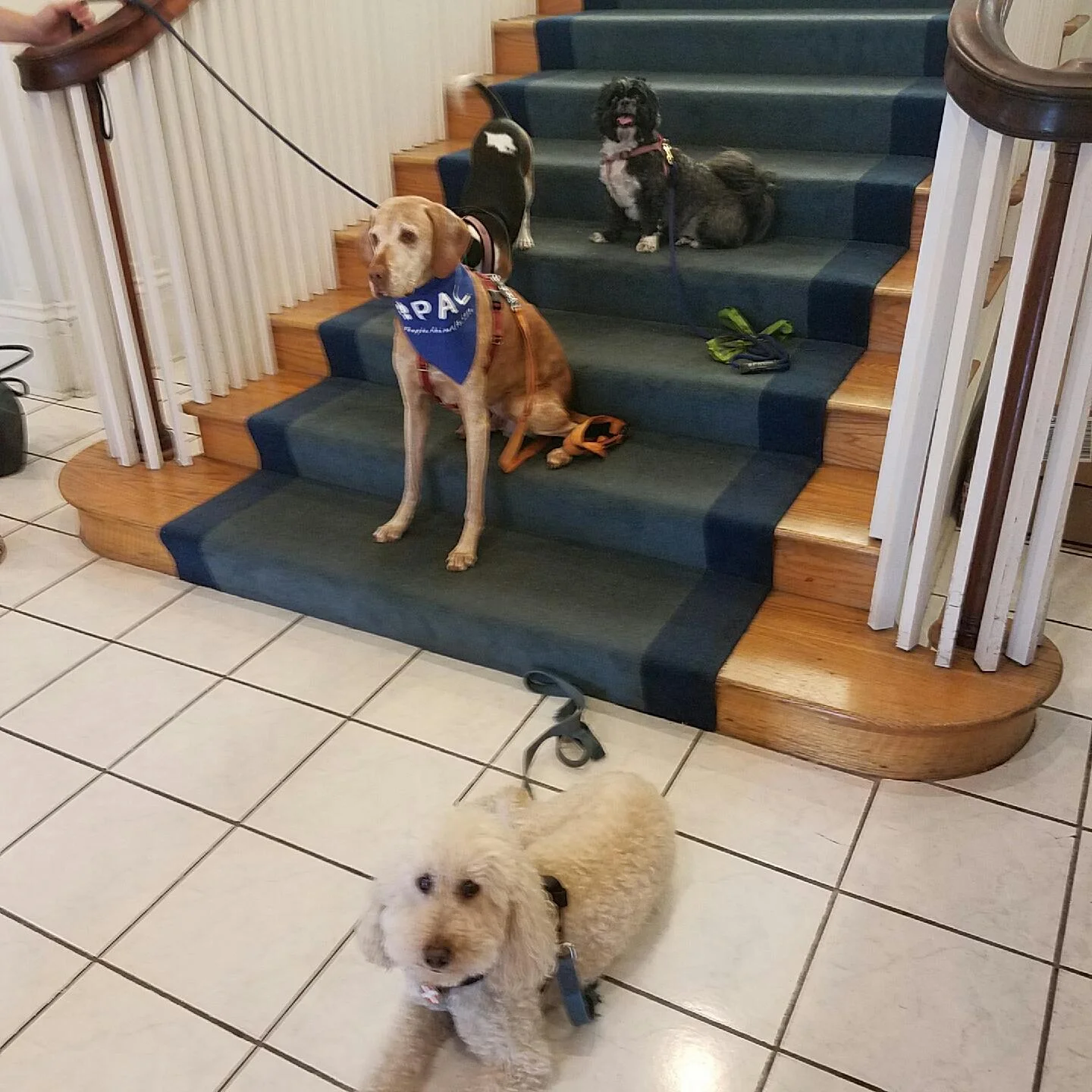 Penny and fellow therapy dogs from the P.A.L. organization. Penny is in the very back with the big smile