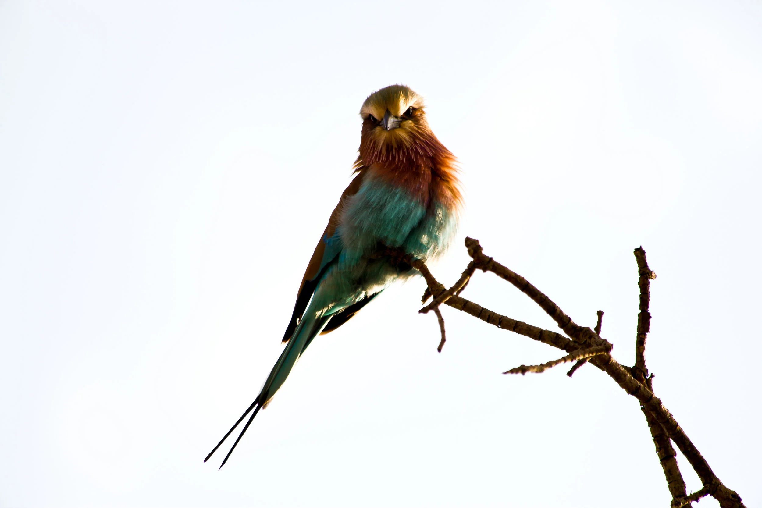 EuropeanRoller-3048.jpg