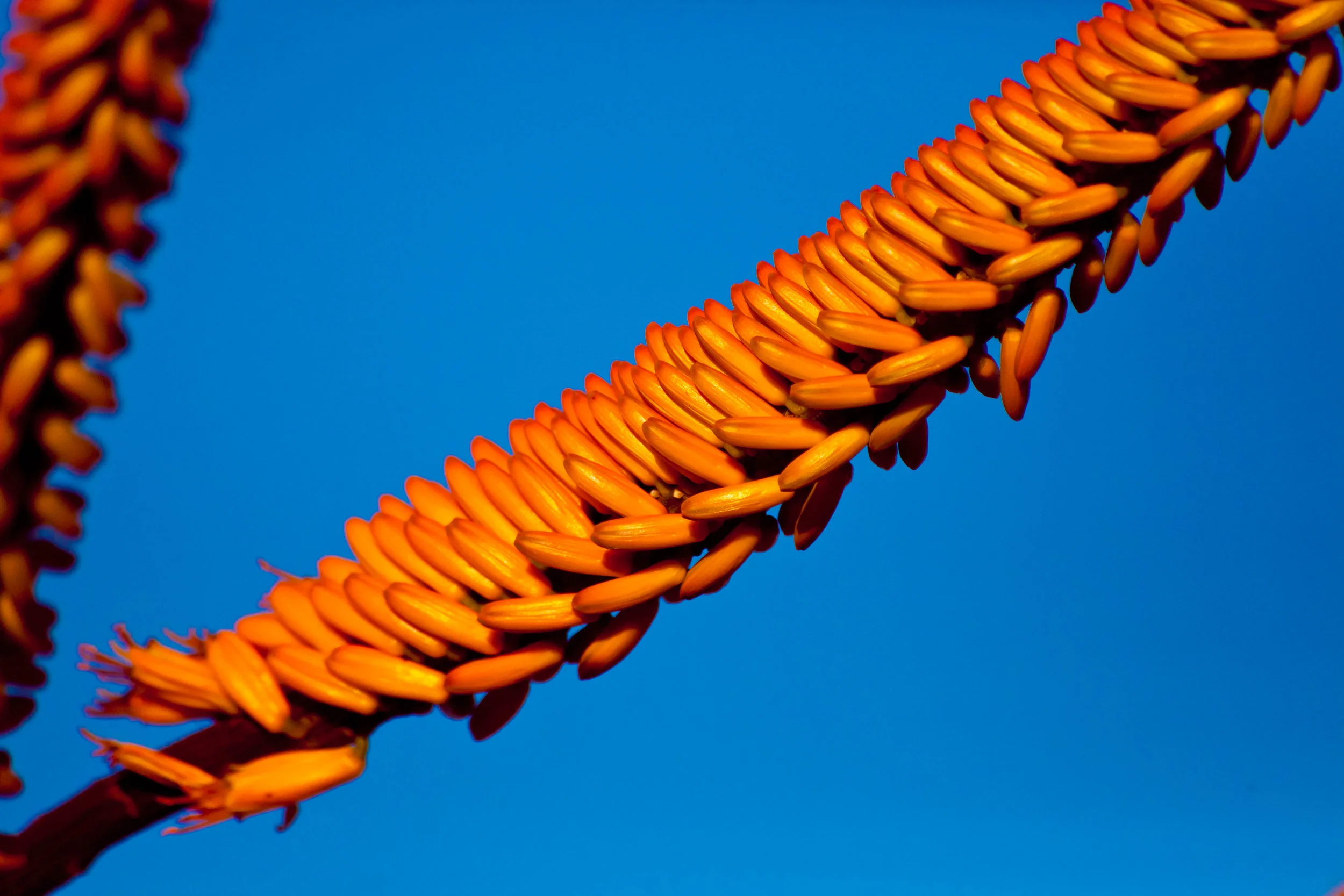 AloeTreeBlossoms-0935.jpg