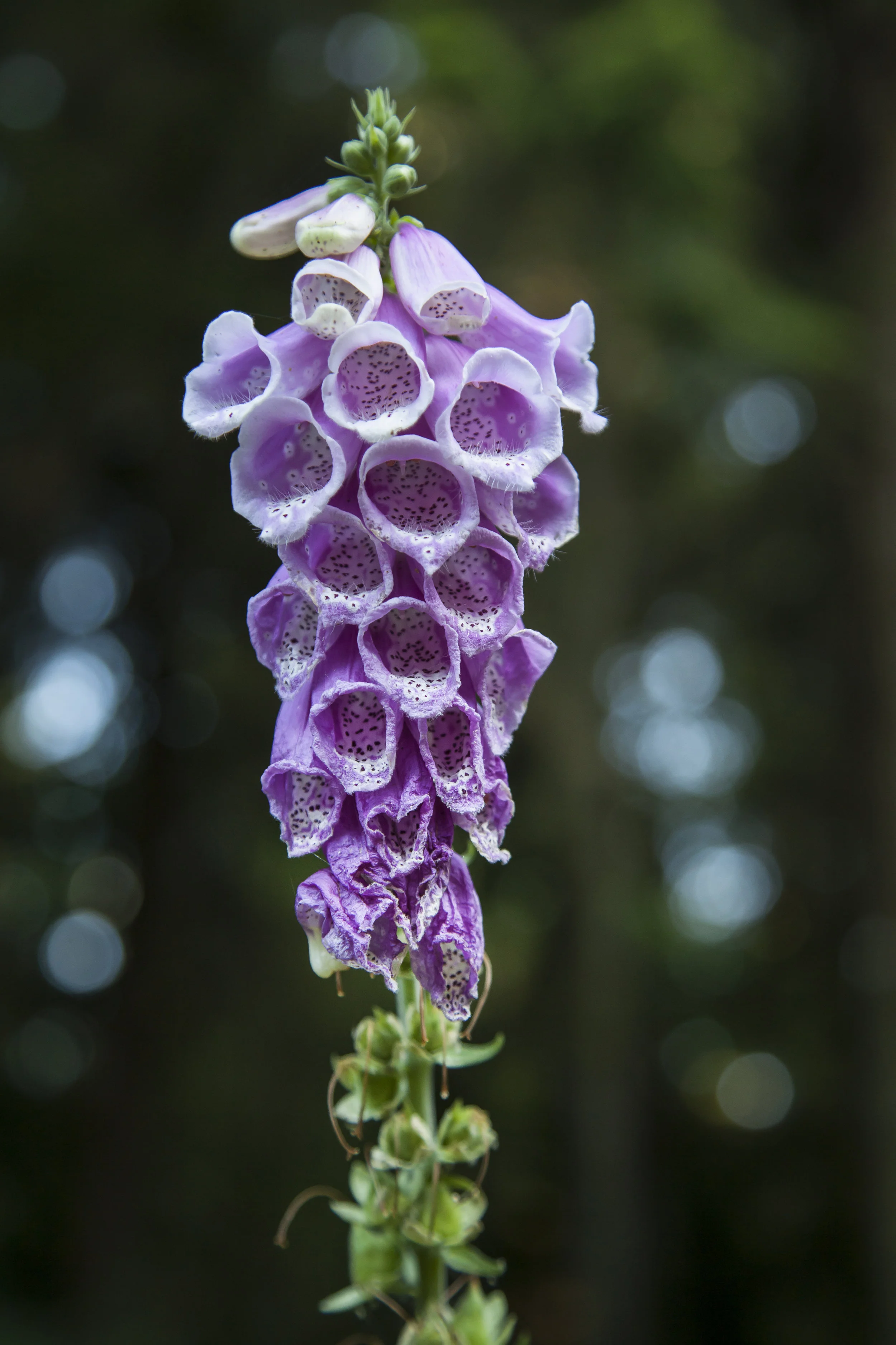 _MG_9638.jpg