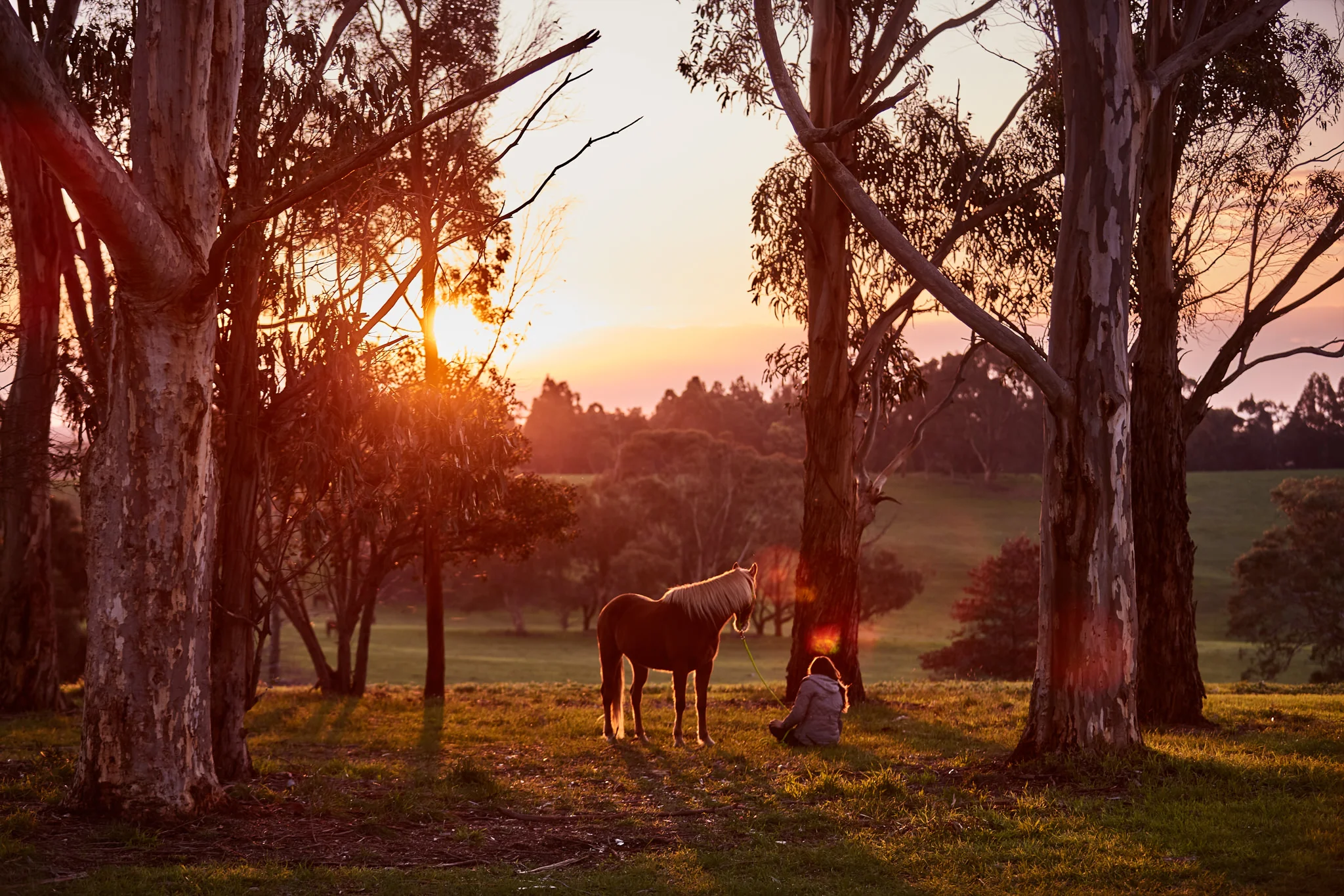 Equitana-Brumby-Challenge-July-16-2136-W1.jpg