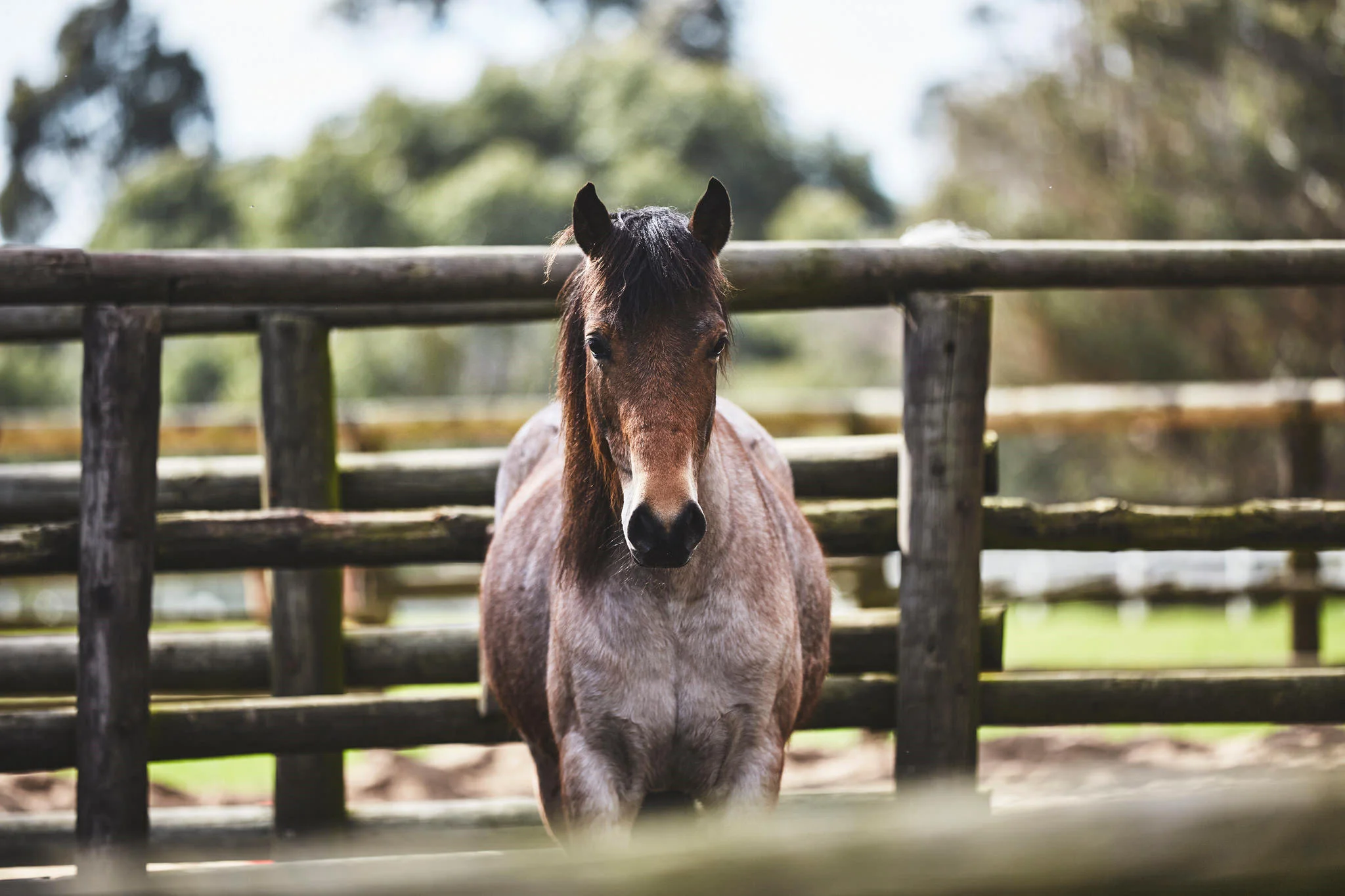 RLAYCOCK-Racquet-Penisula-Equine-Development-08092016-2110-W1-.jpg