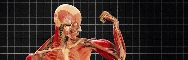 Human Body Pushing The Limits Adele Fletcher Sound Post Production