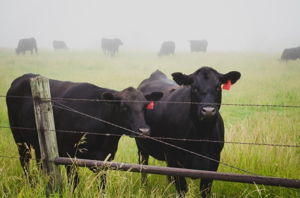 portrait-of-cows-in-pasture-in-fog.png