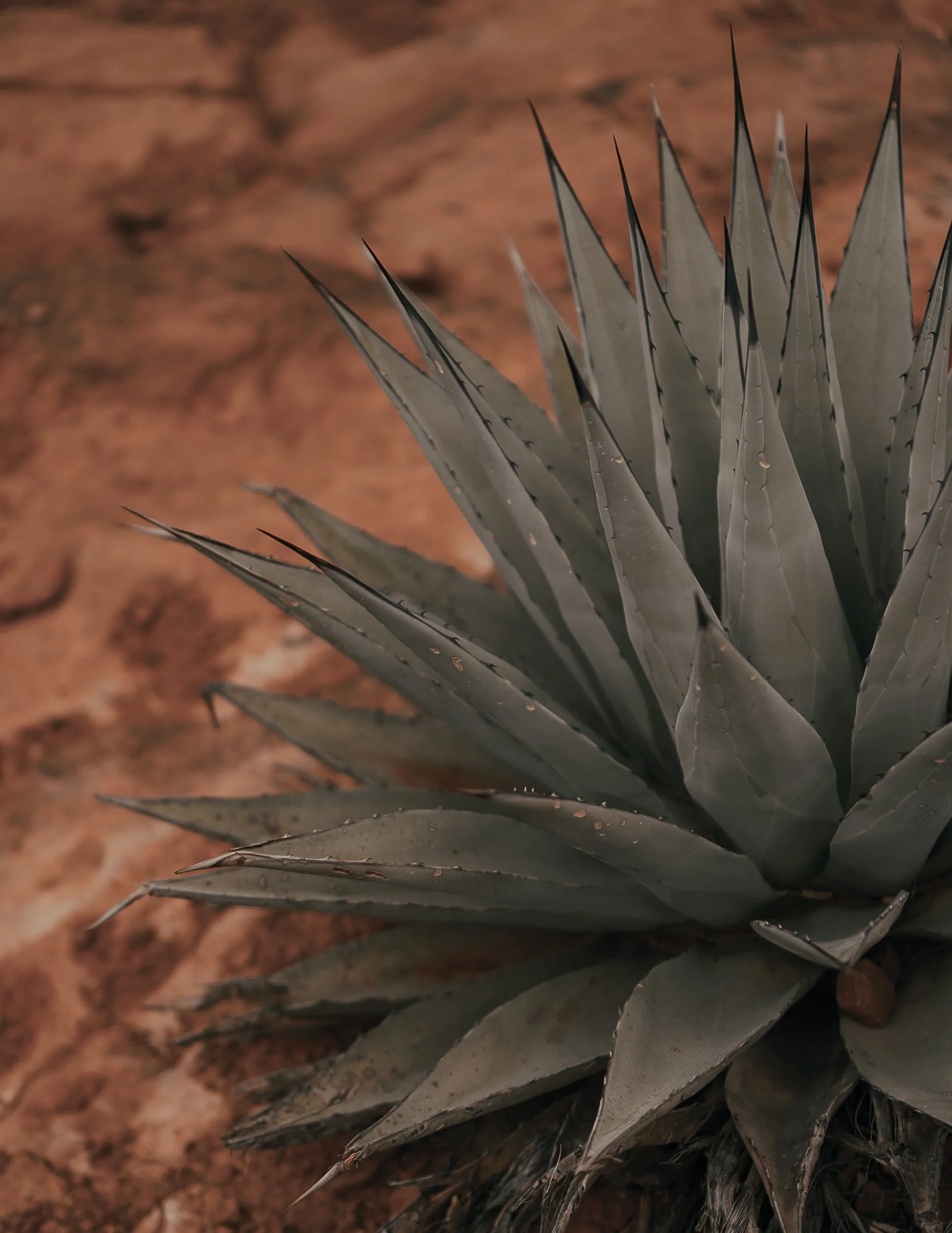 Agave Distillates