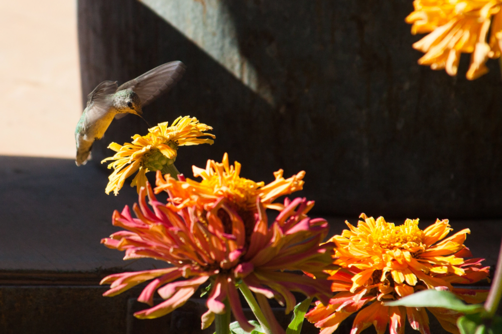hummingbird.png