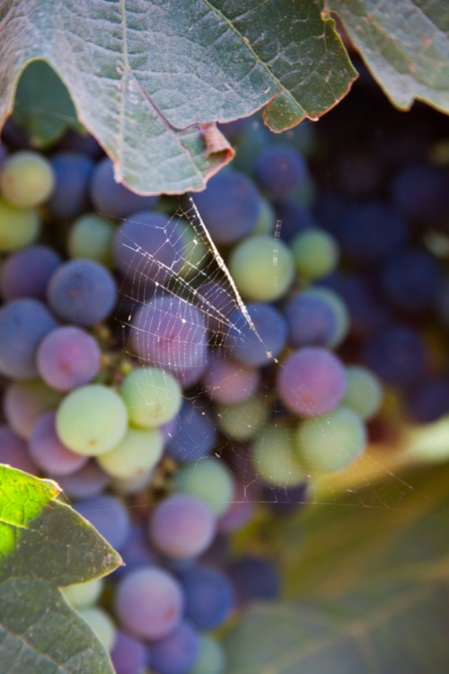 spider-grape.png