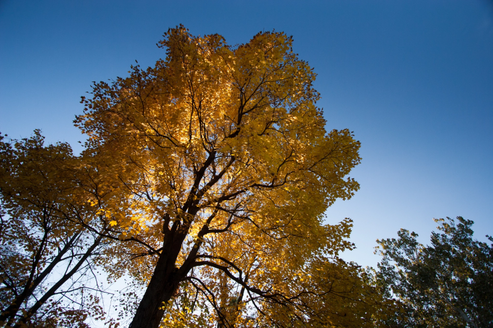golden-tree.png