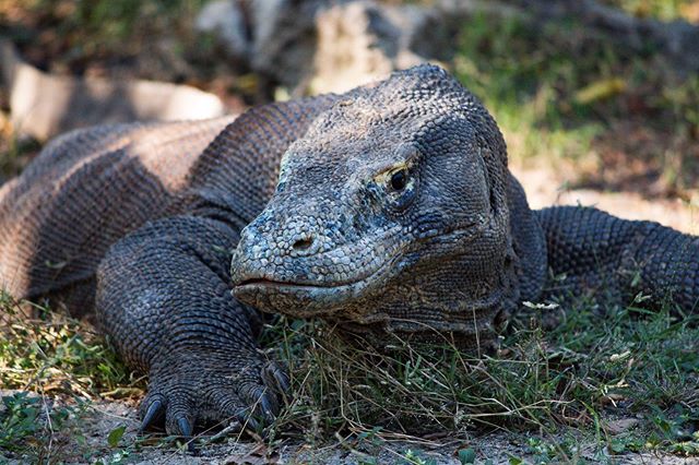 Big lazy friend 
#komododragon #komodo #photography #indonesia #wildlifephotography #wildlife #wild