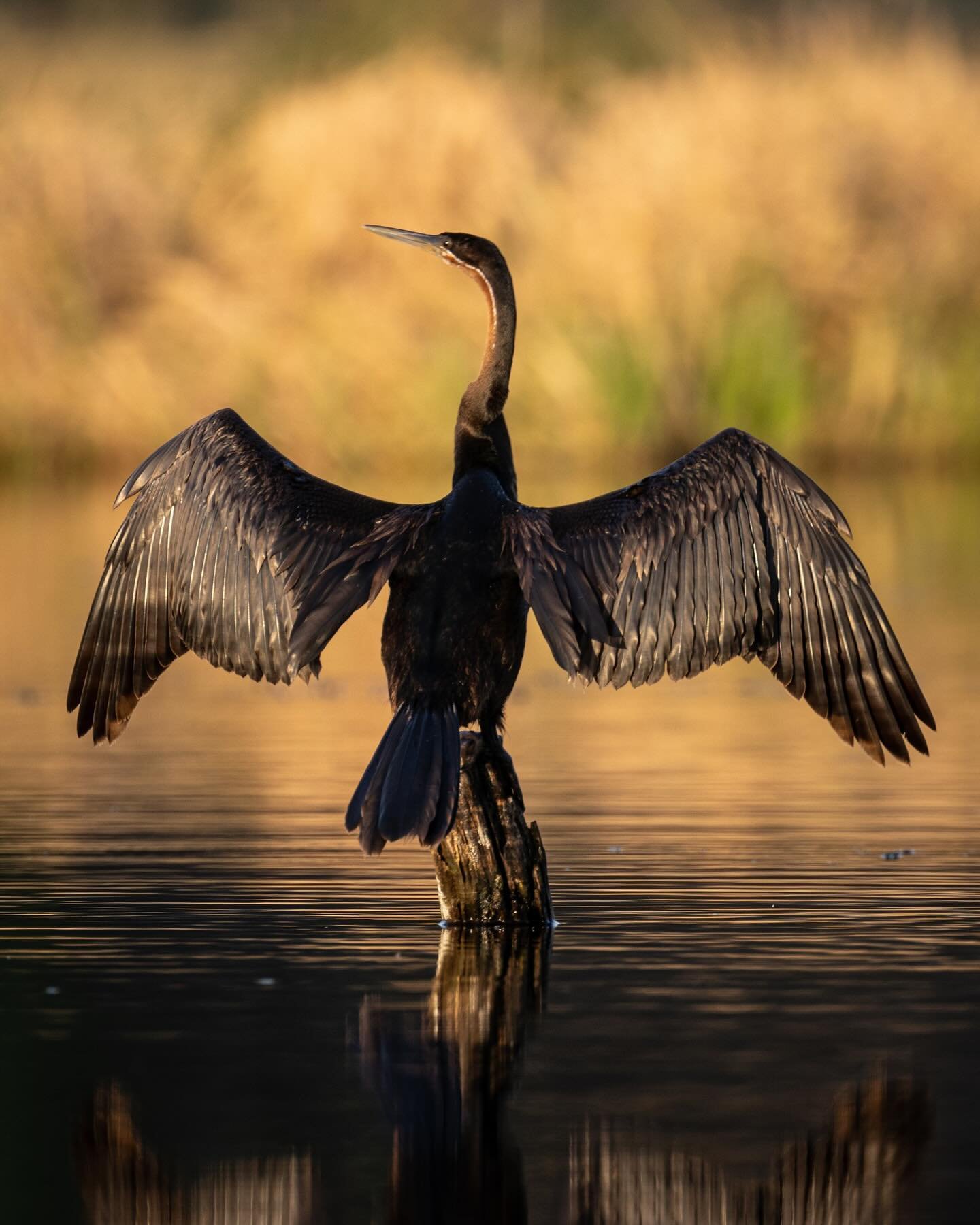 Snakebird 

African darter, otherwise known as the snakebird because of the way that only its head and neck stick out of the water while it is fishing, making it look remarkably like a snake. 

Boteti River, Botswana